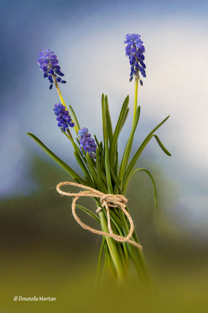 Muscari