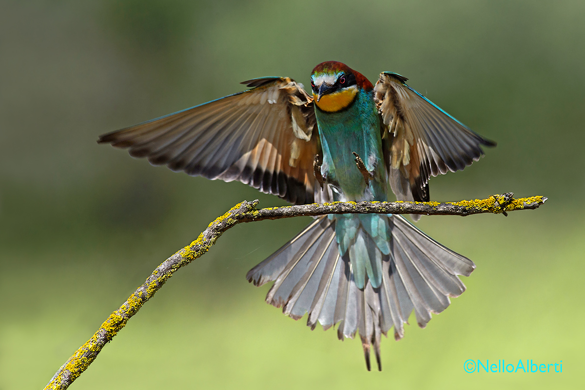 bee-eater coming to roost