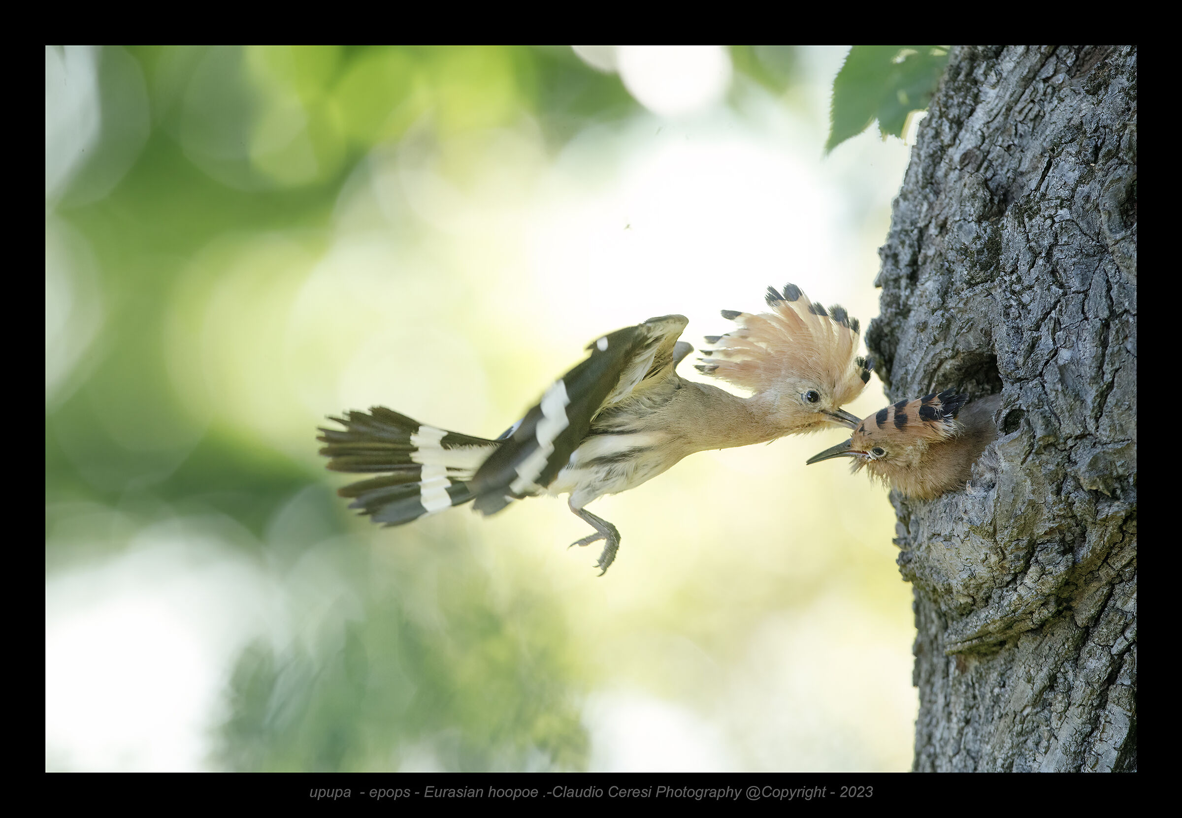 touch and run caught on the fly
