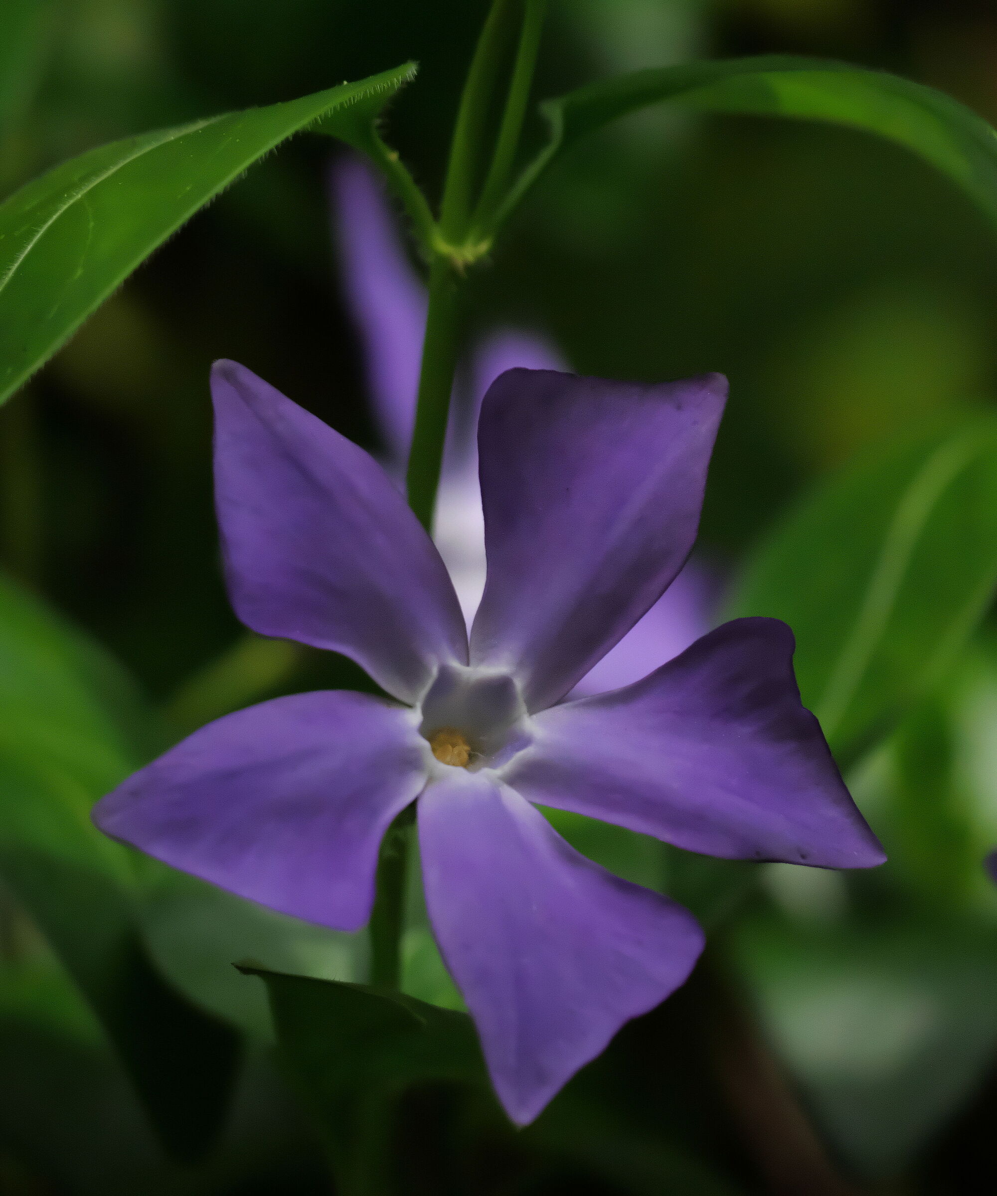 Vinca