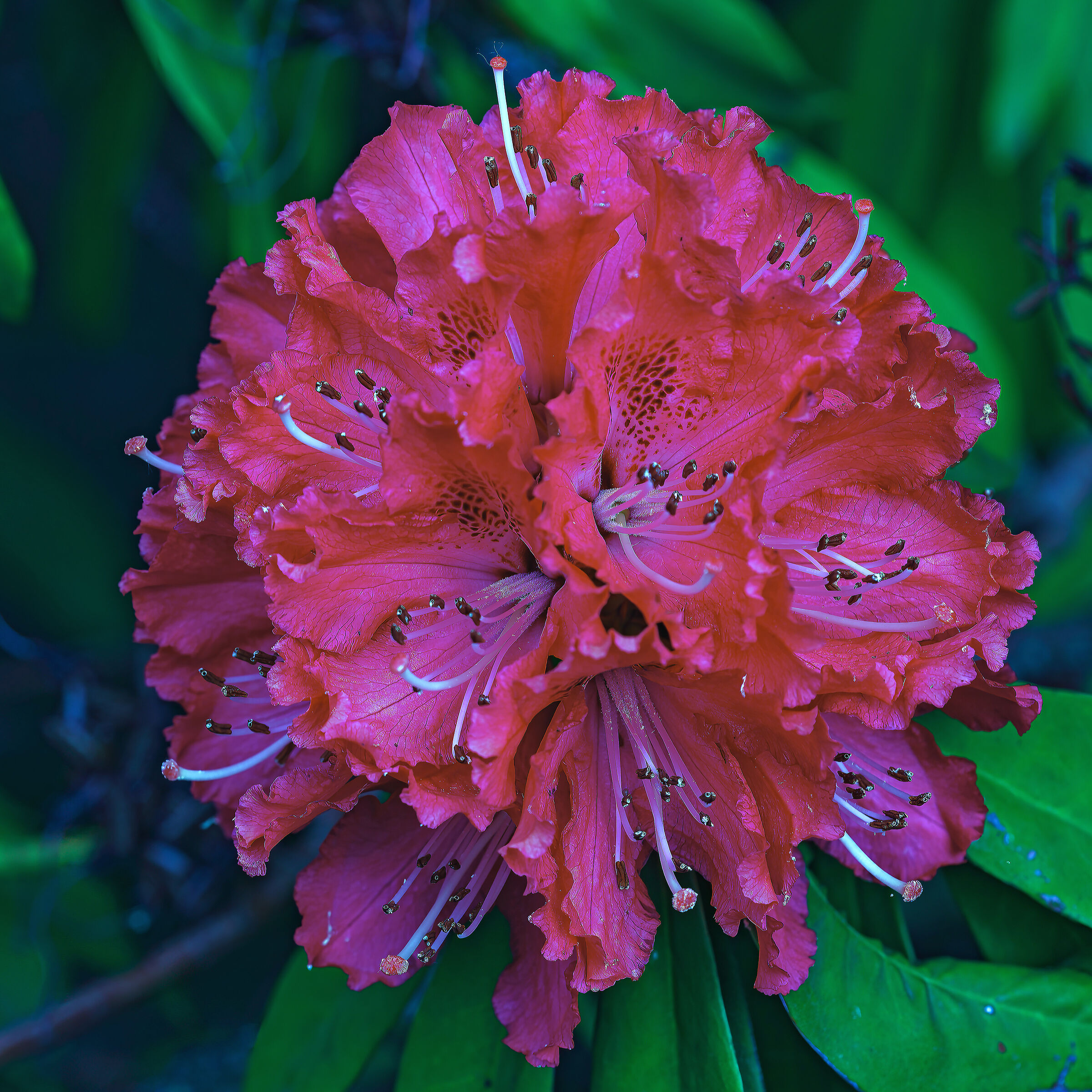 In a flower.............