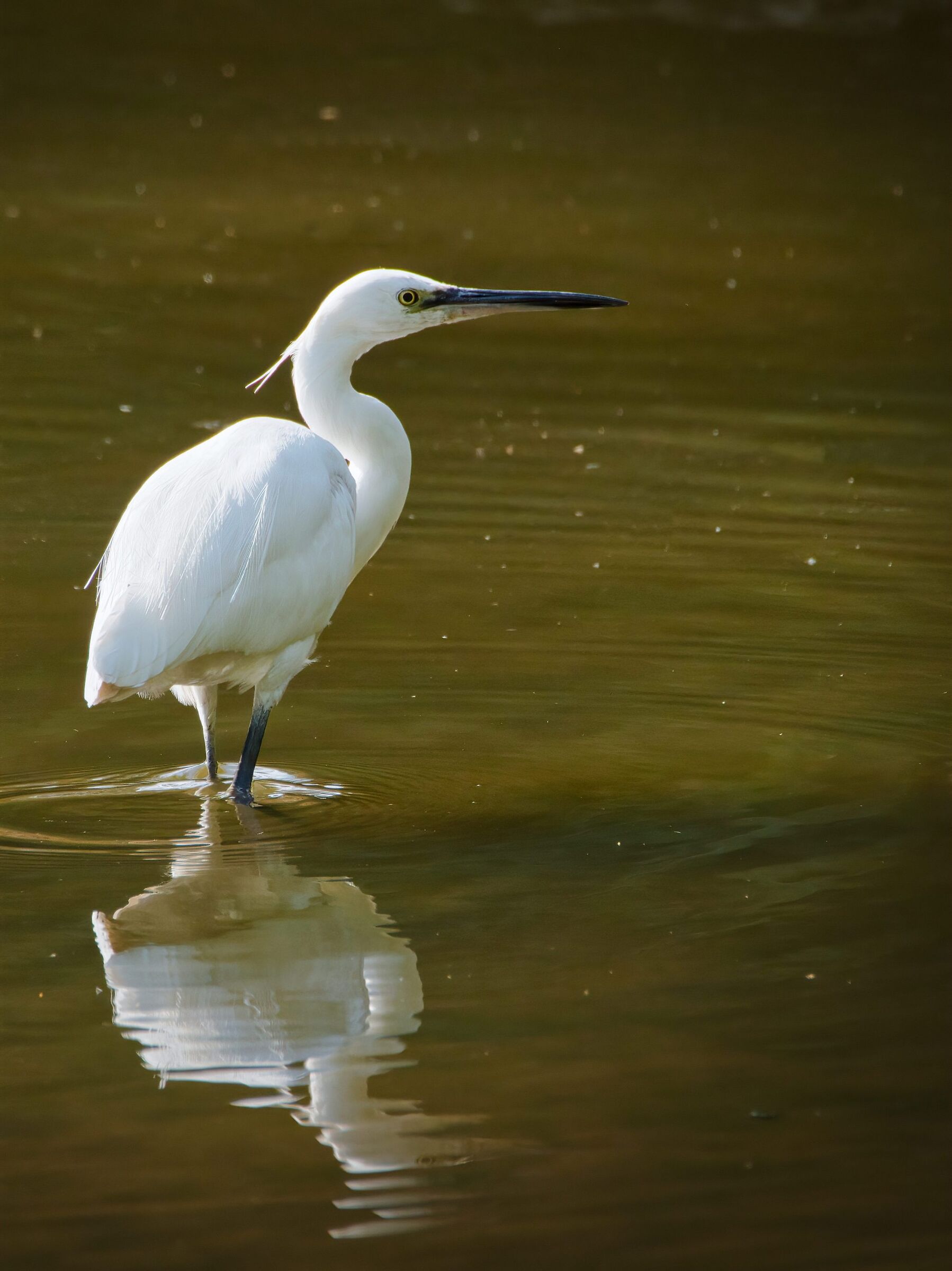 Egret