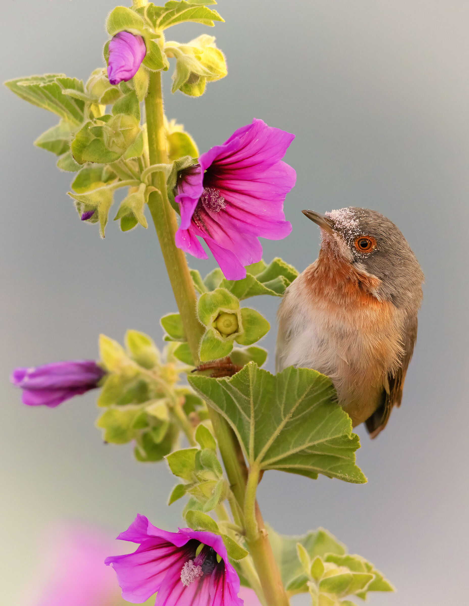 Subalpine warbler
