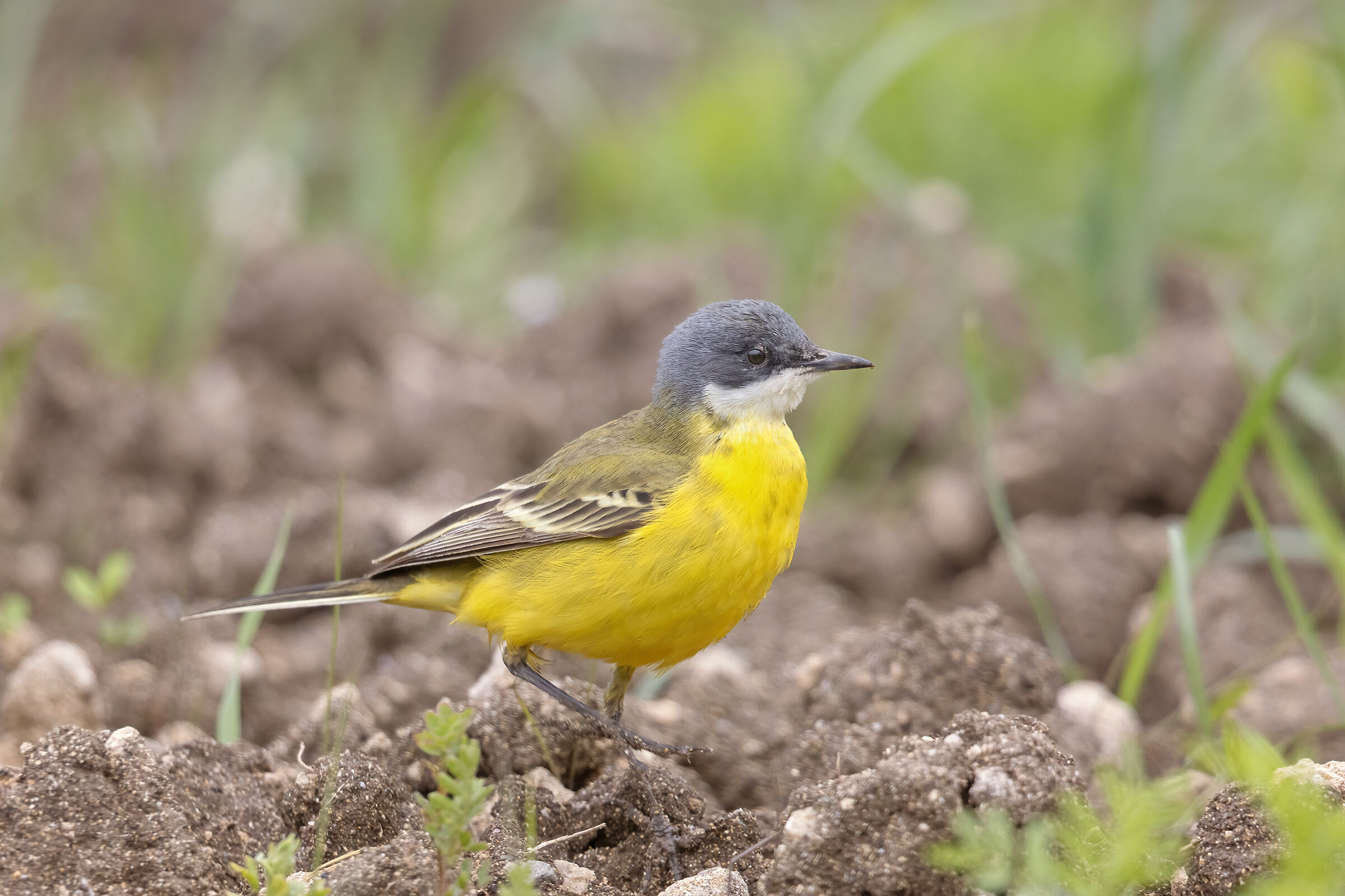 Wagtail