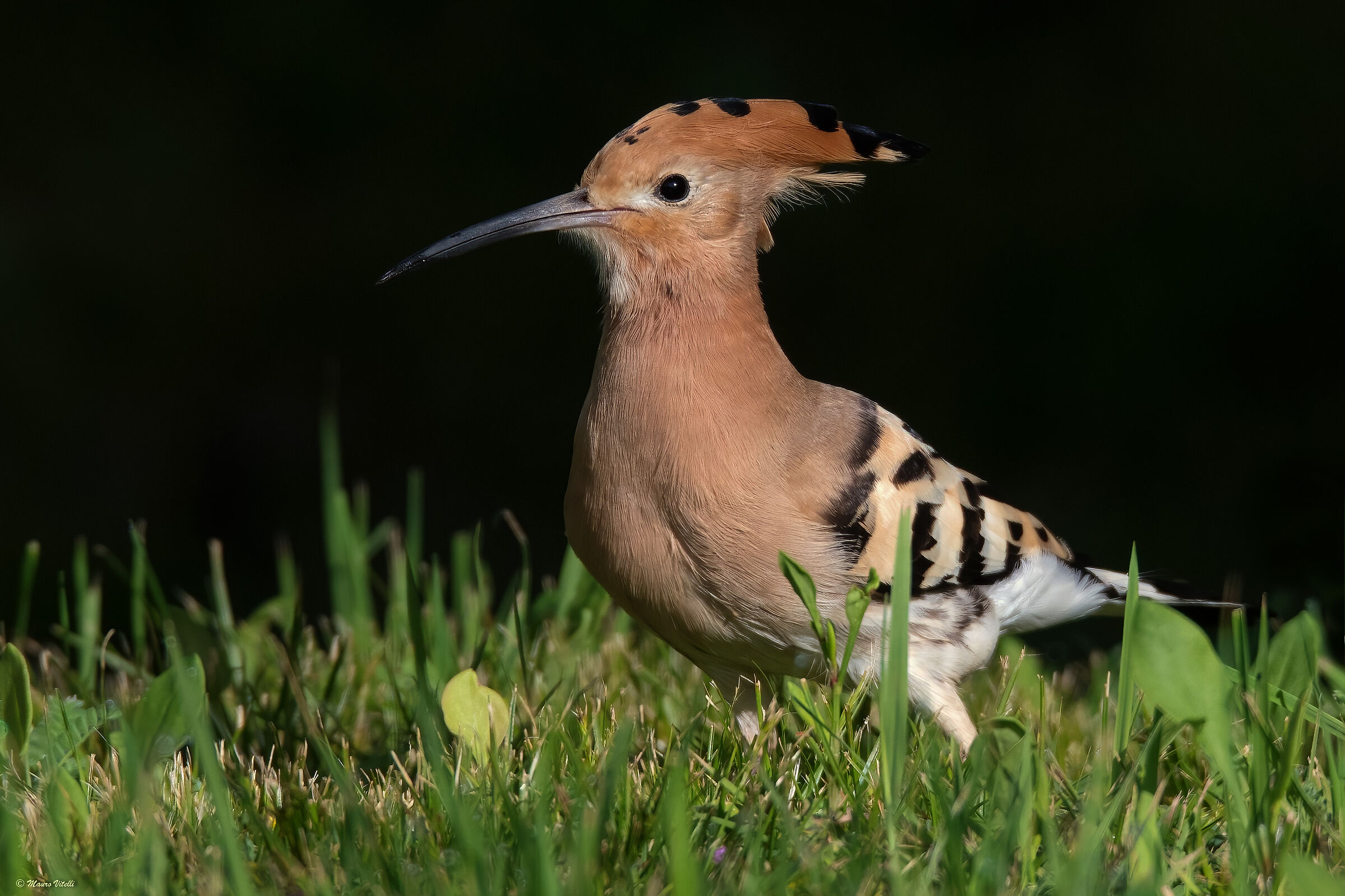Hoopoe (Hoopoe epops)