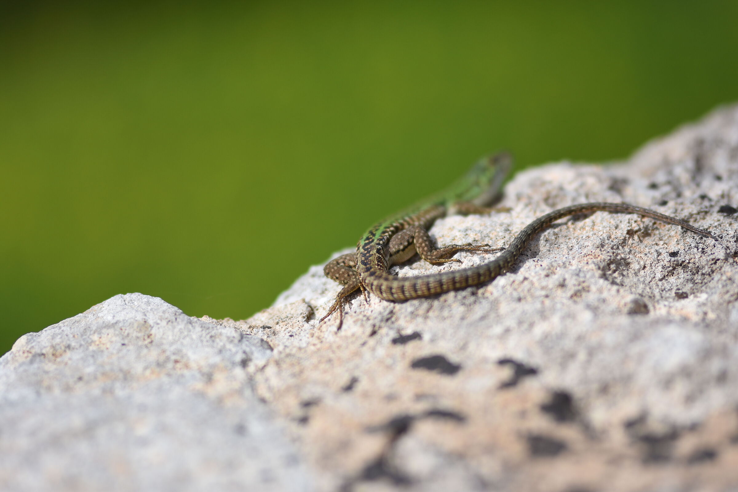 "@ F. 1.4" Sigma 85, 1.4 Art  ISO 125, 1/ 8 Mila D...