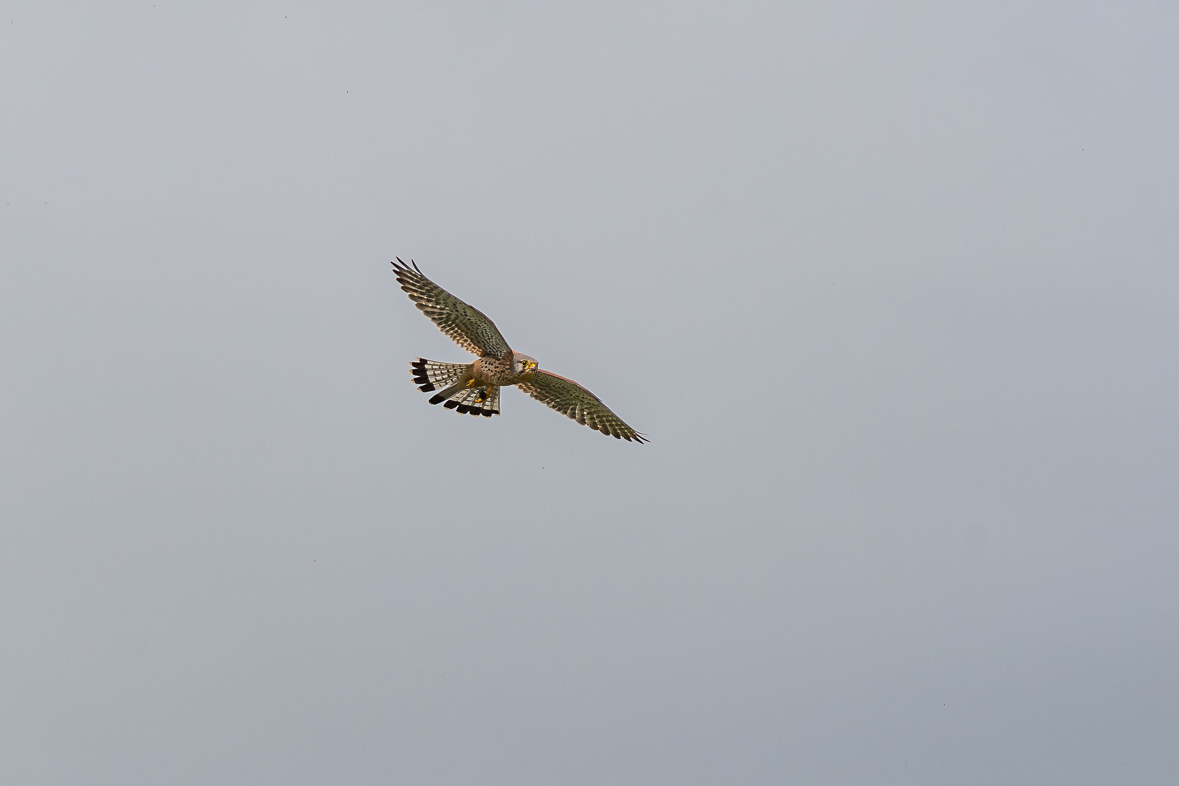 Kestrel