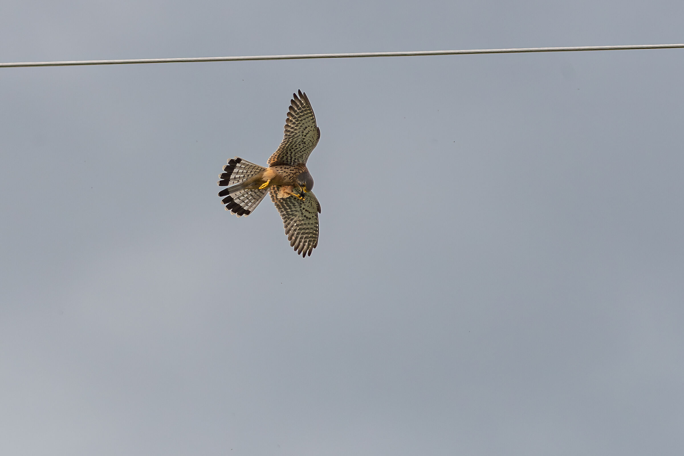 Kestrel