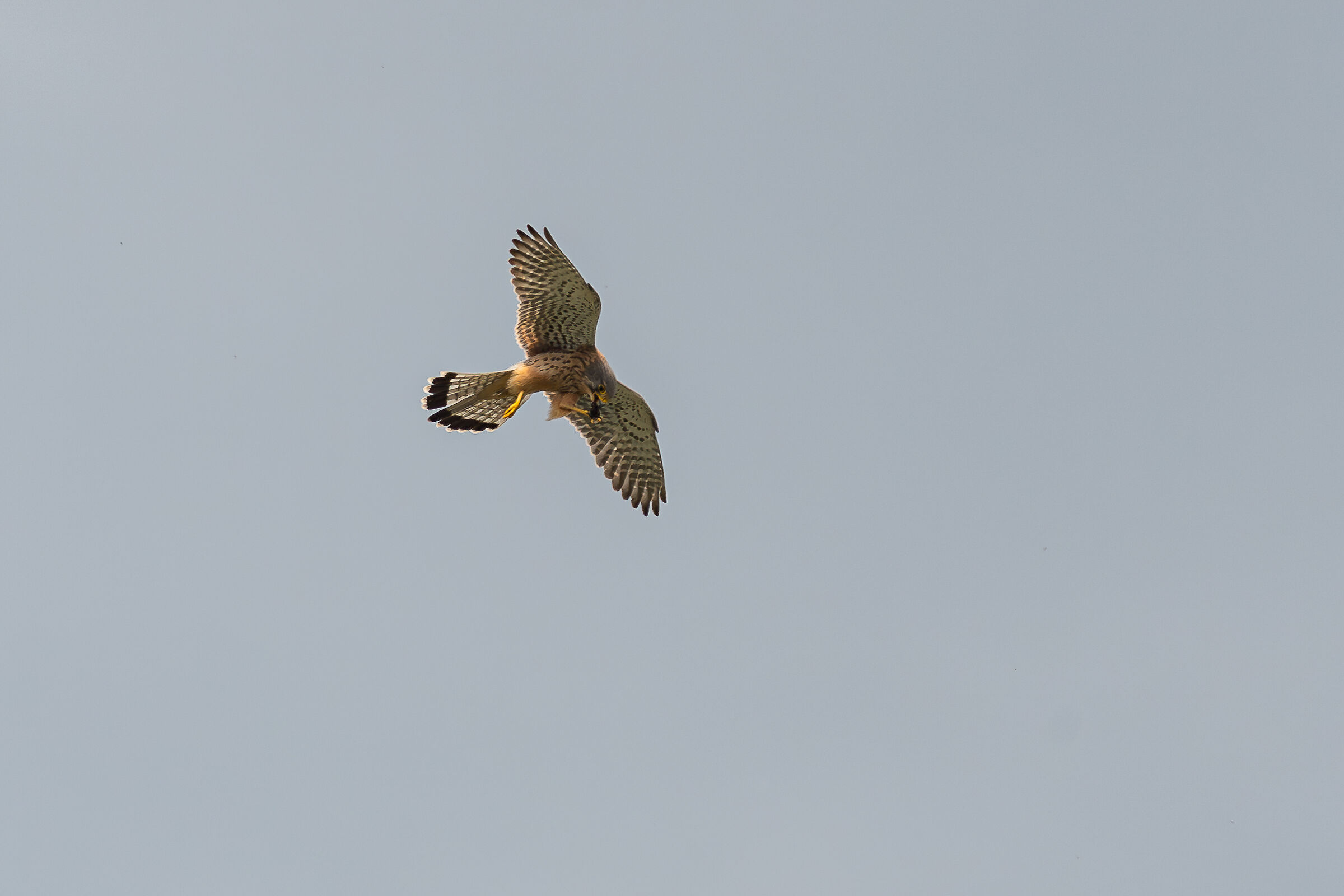 Kestrel