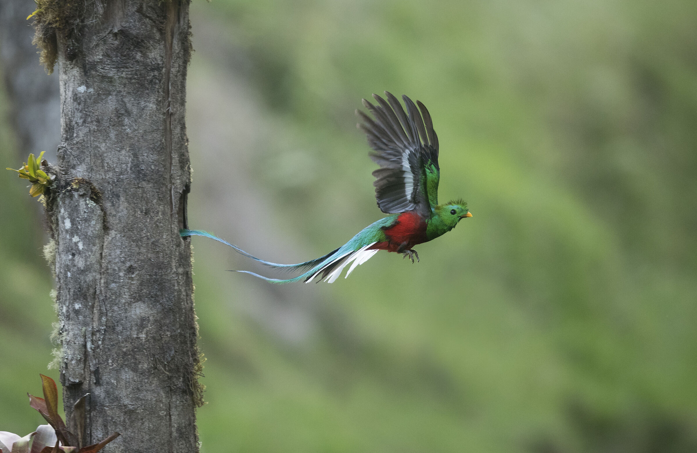 Quetzal