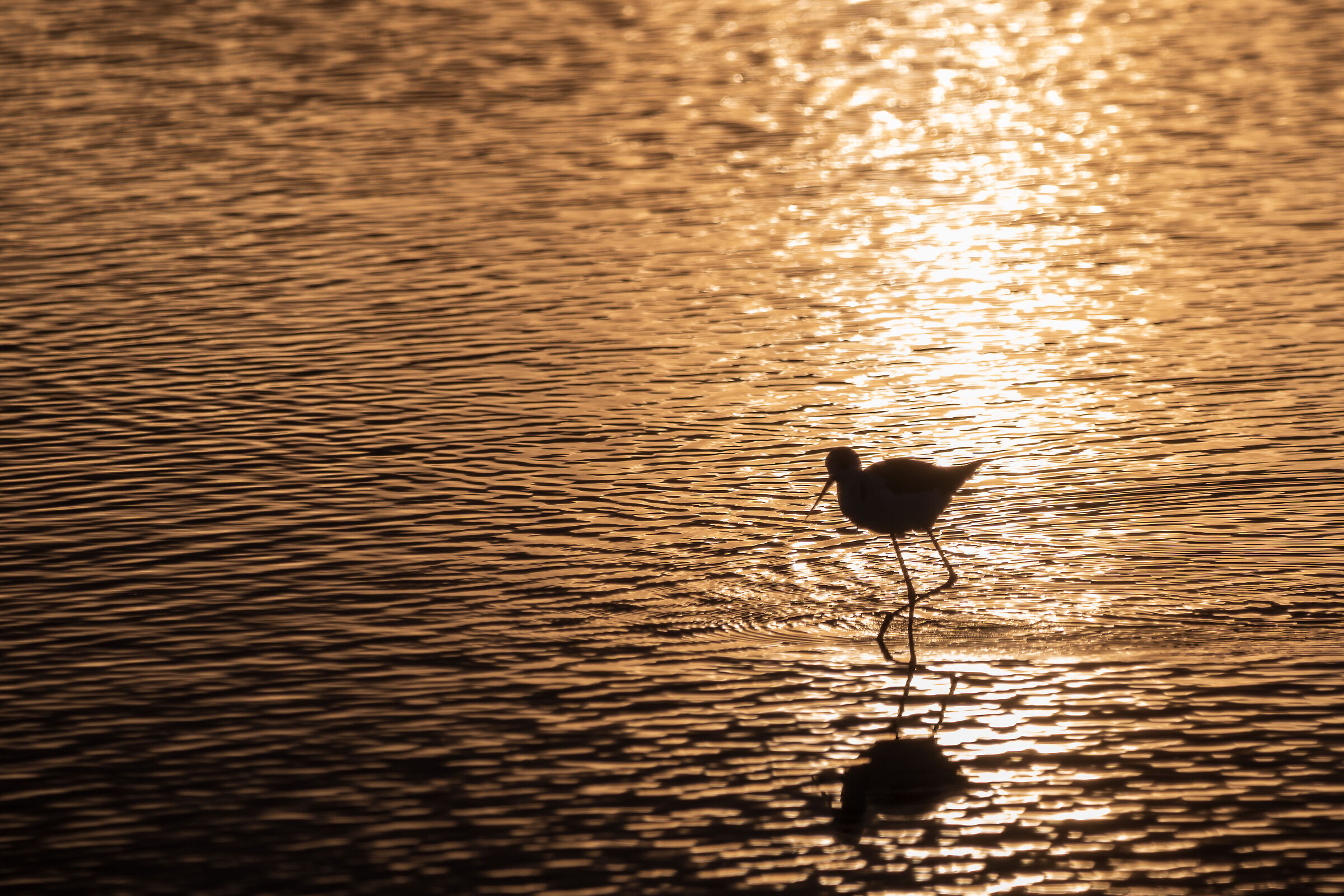 Cavaliere al tramonto