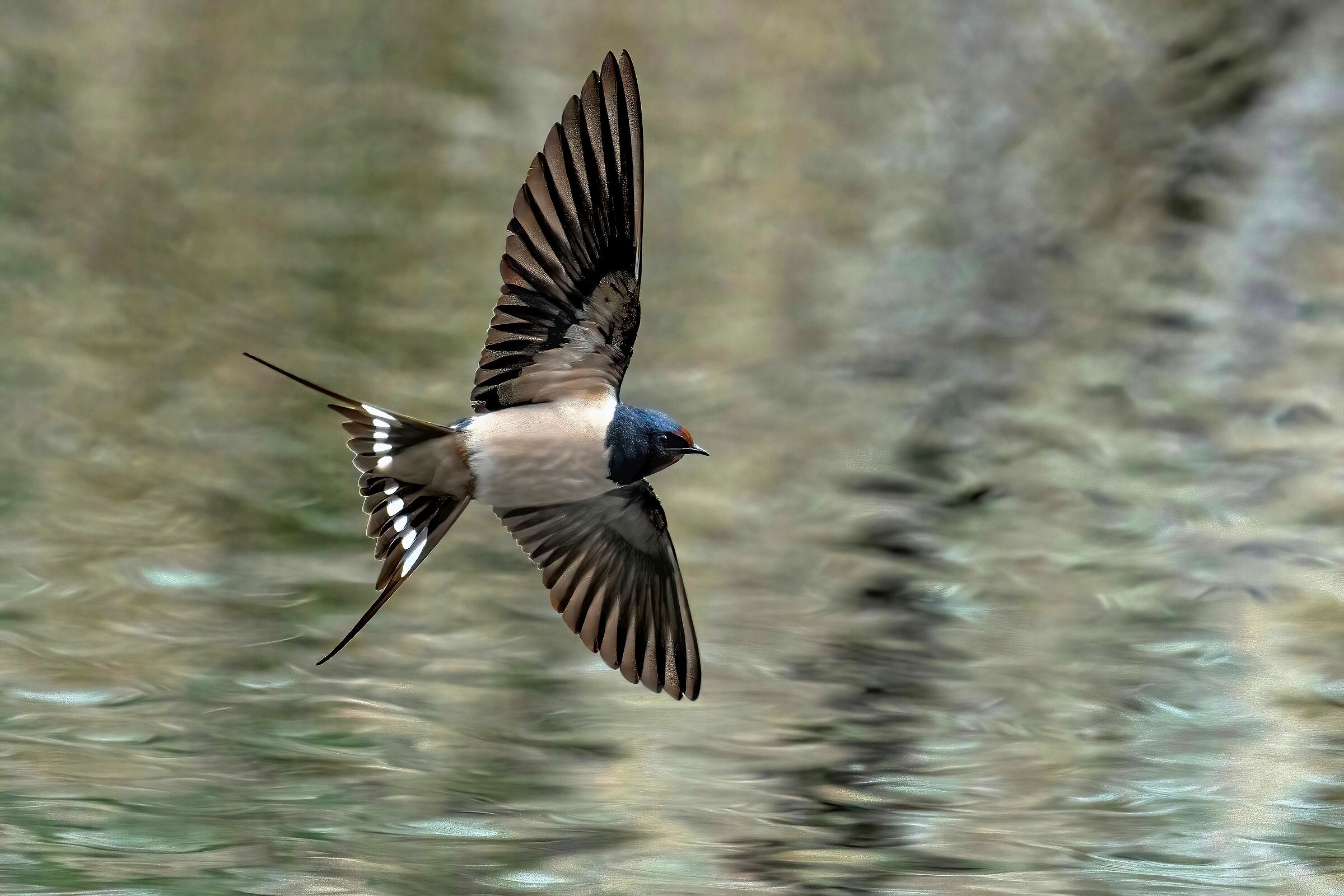Rondine comune (Hirundo rustica)