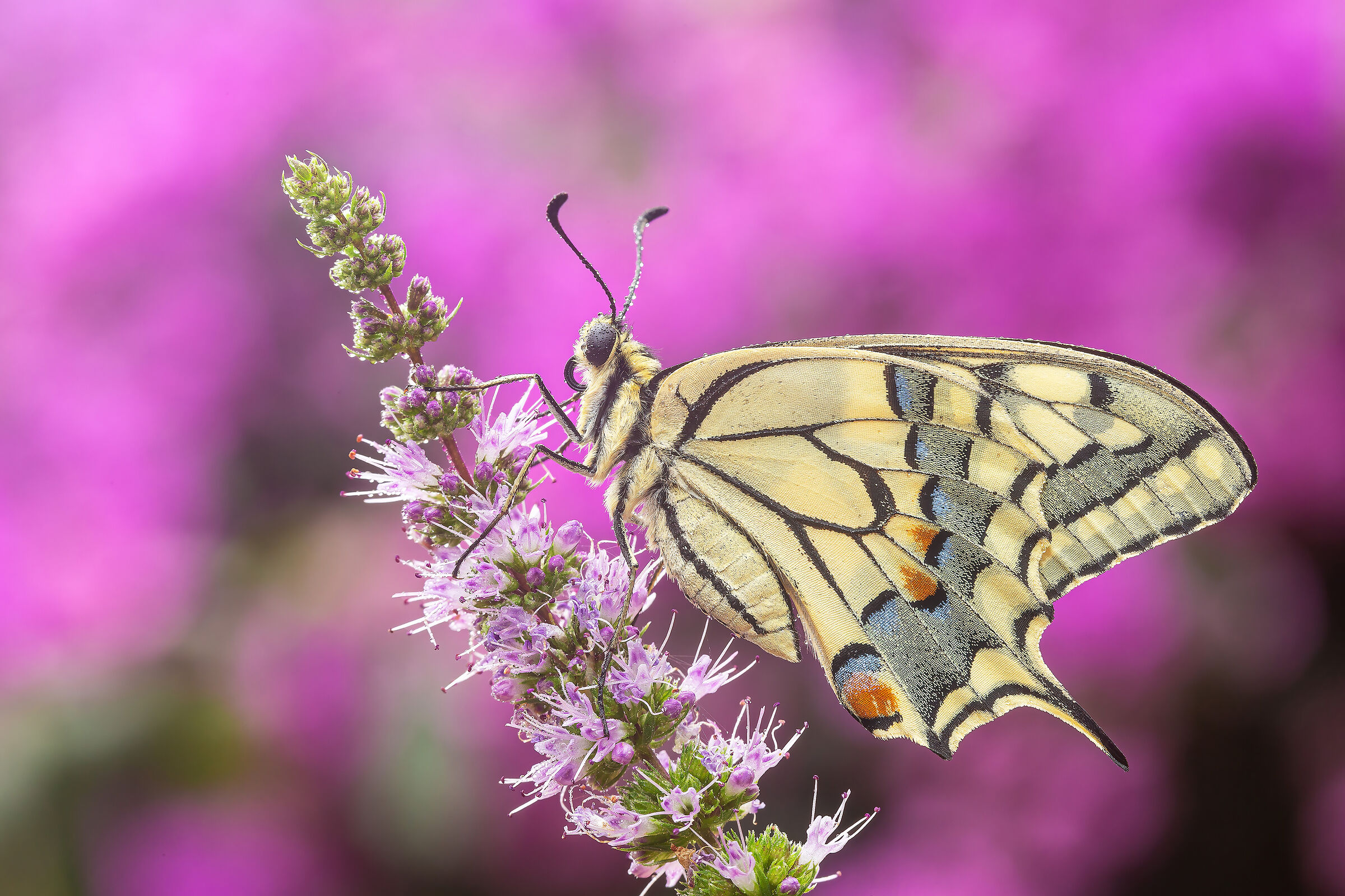 Swallowtail