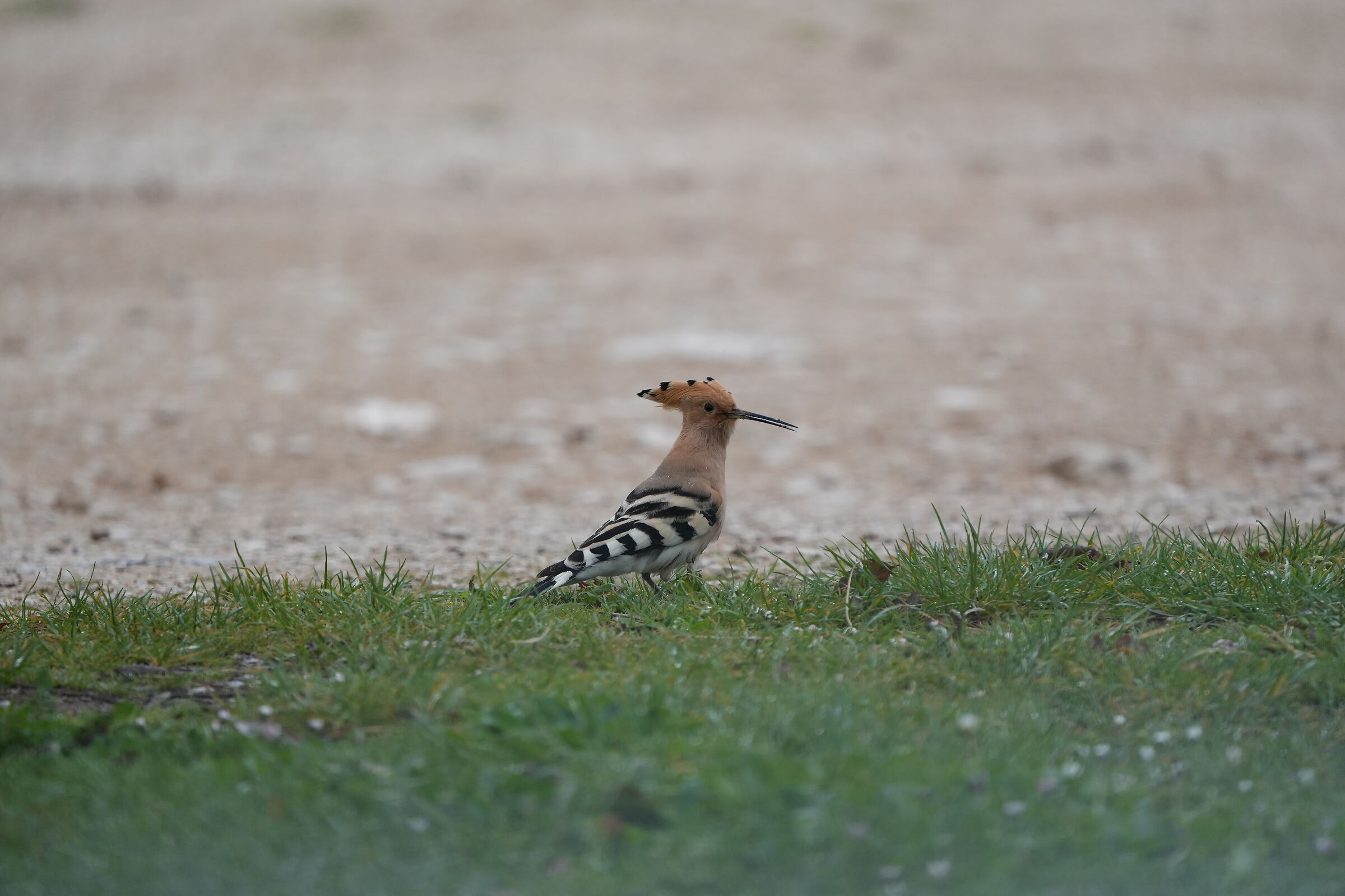 Hoopoe1 (lucky day for me)