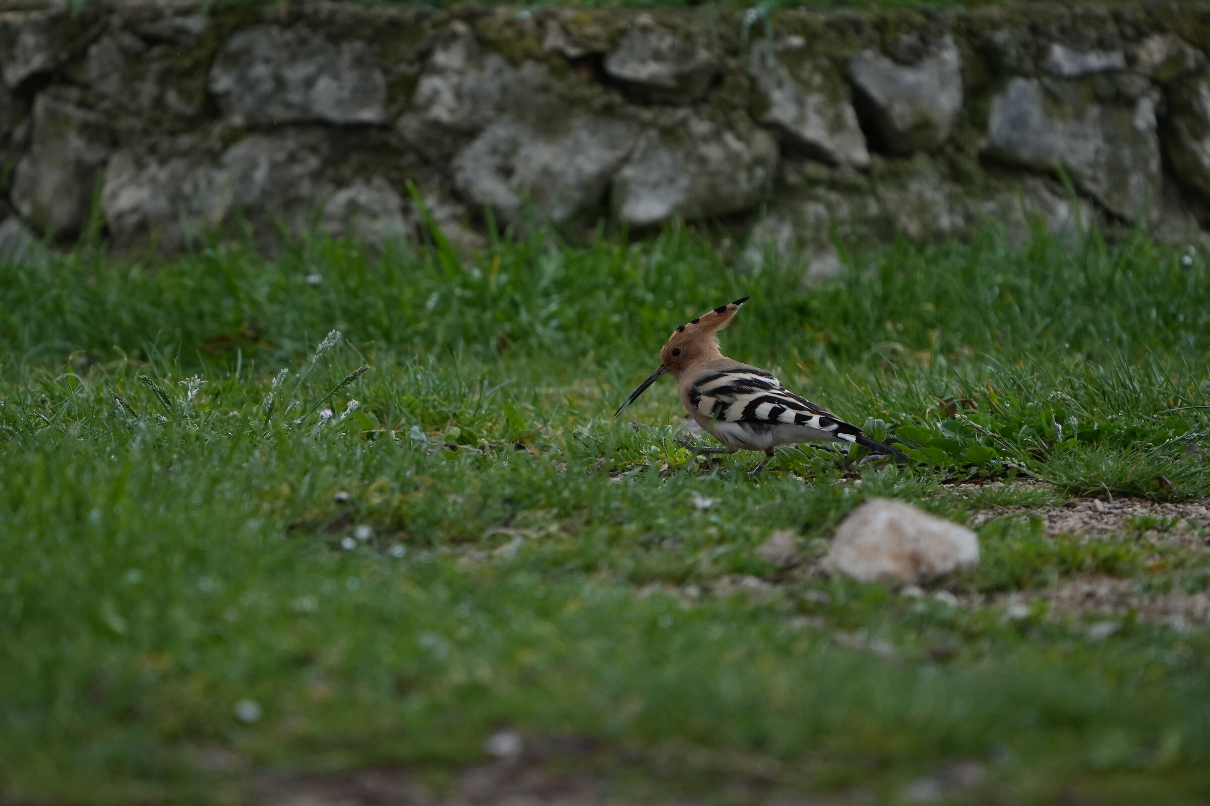 Hoopoe2 (lucky day for me)