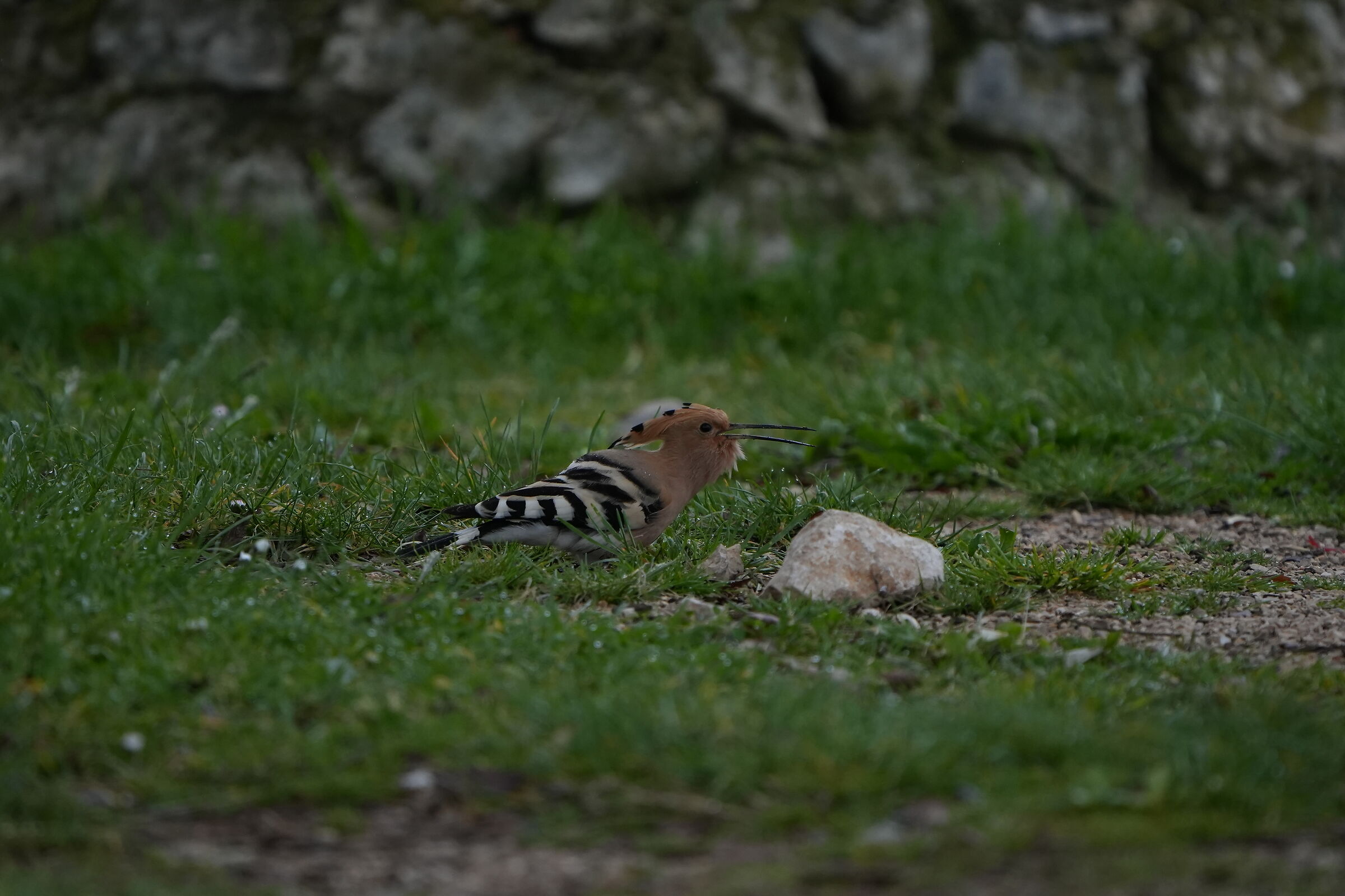 Hoopoe3 (lucky day for me)