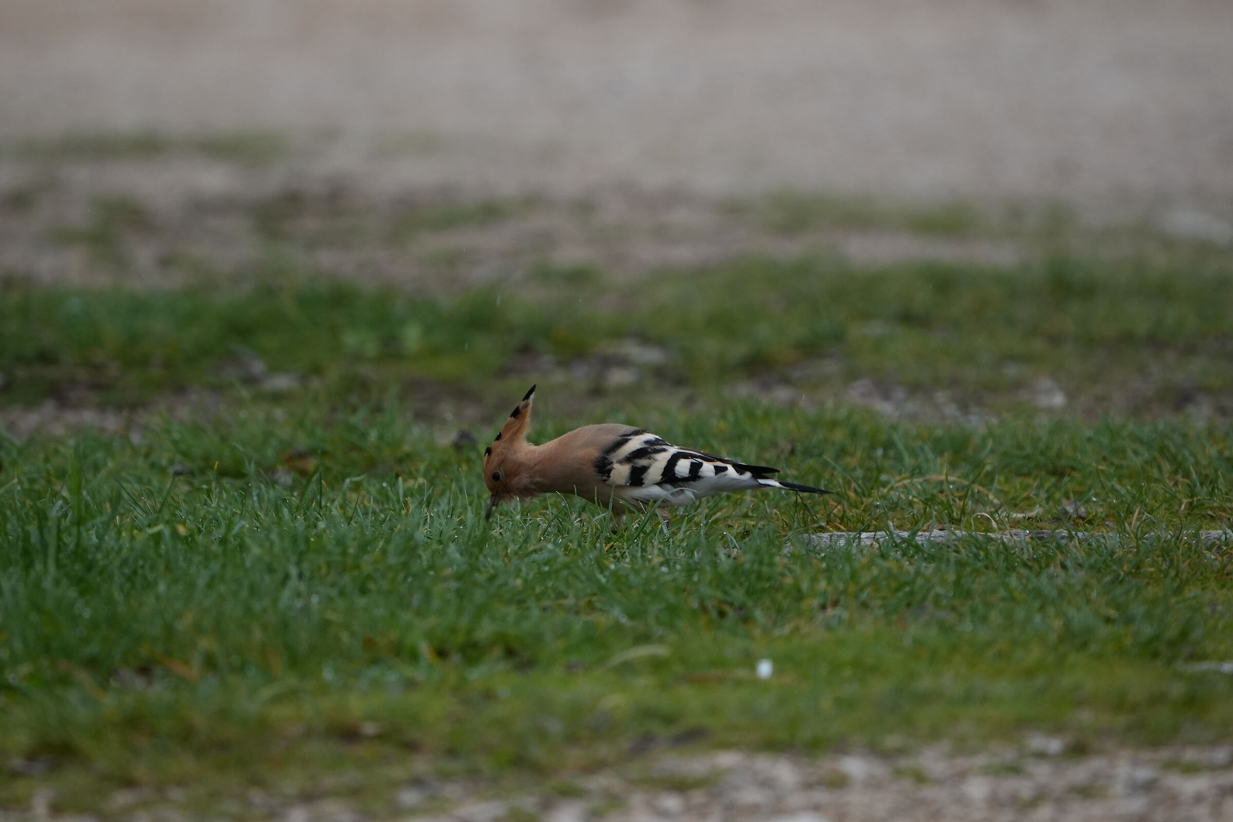 Hoopoe4 (lucky day for me)