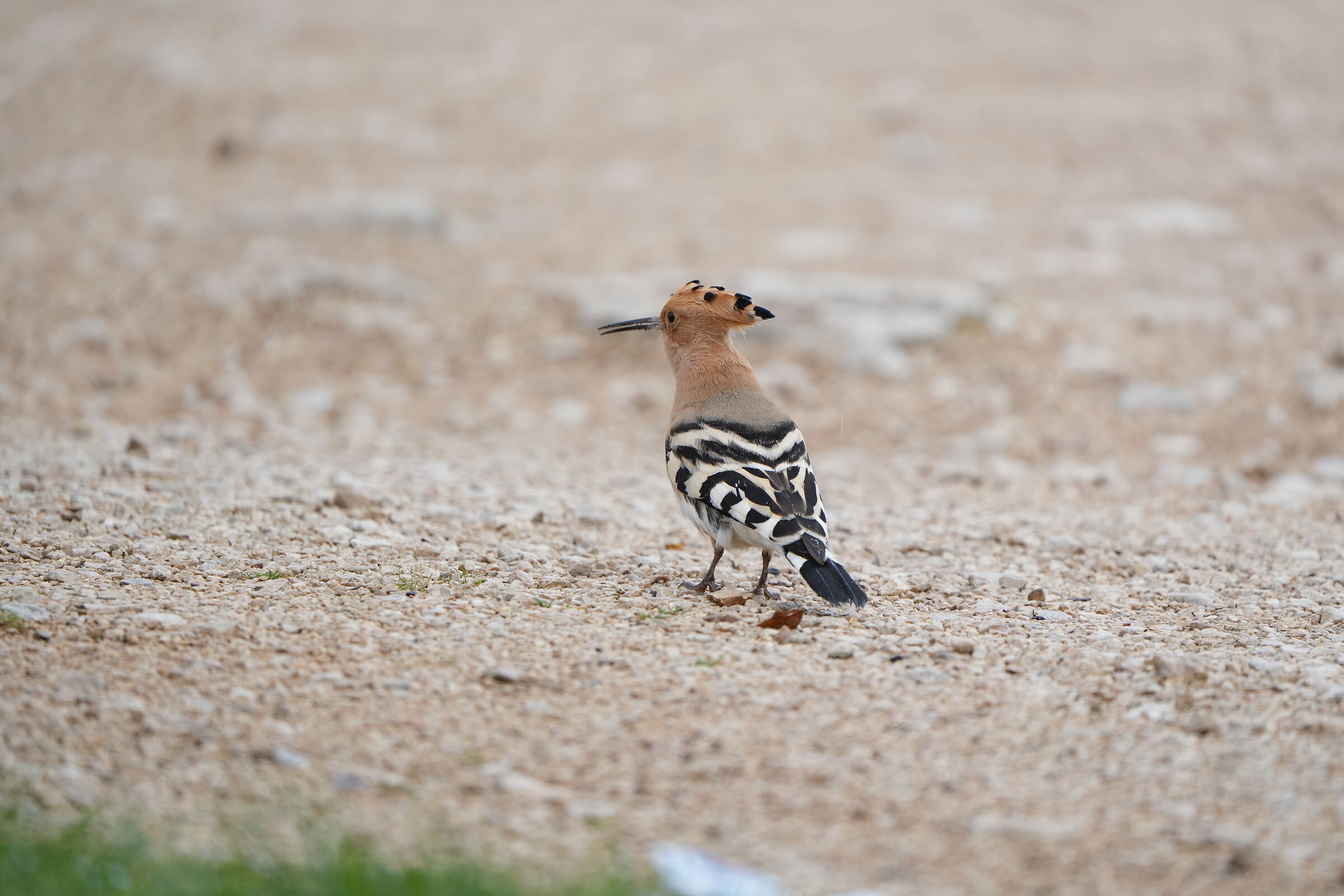 Hoopoe6 (lucky day for me)