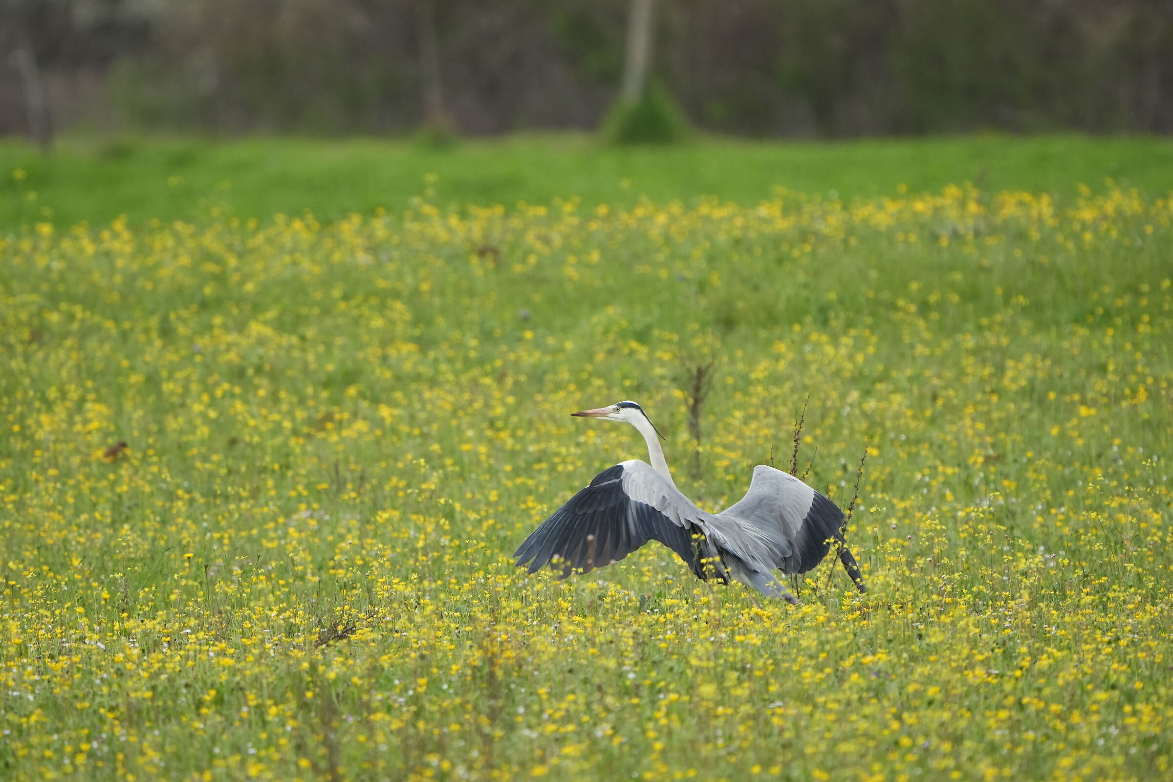Cenerino on flowery meadow