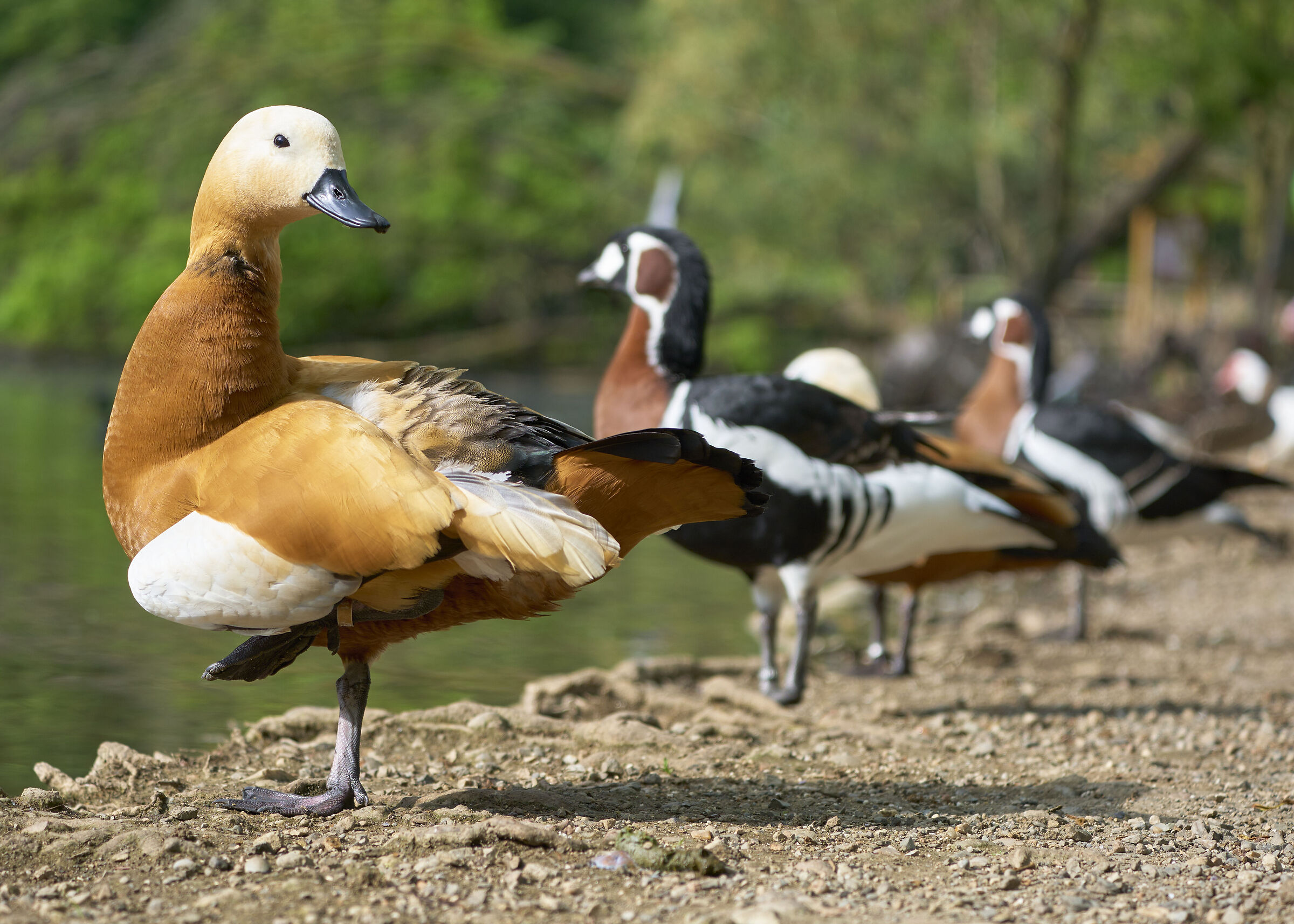 Casarca and Red-necked Goose