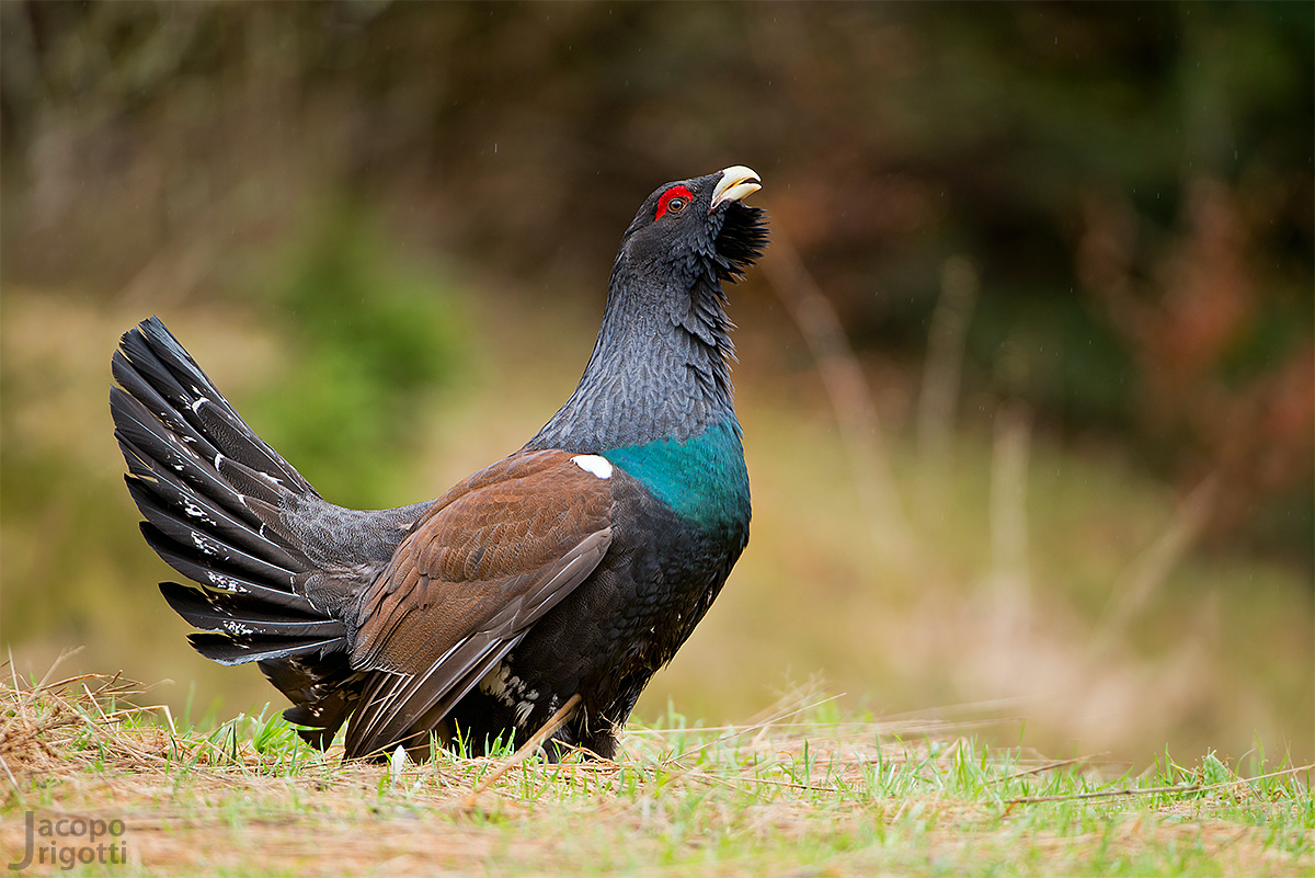 Capercaillie