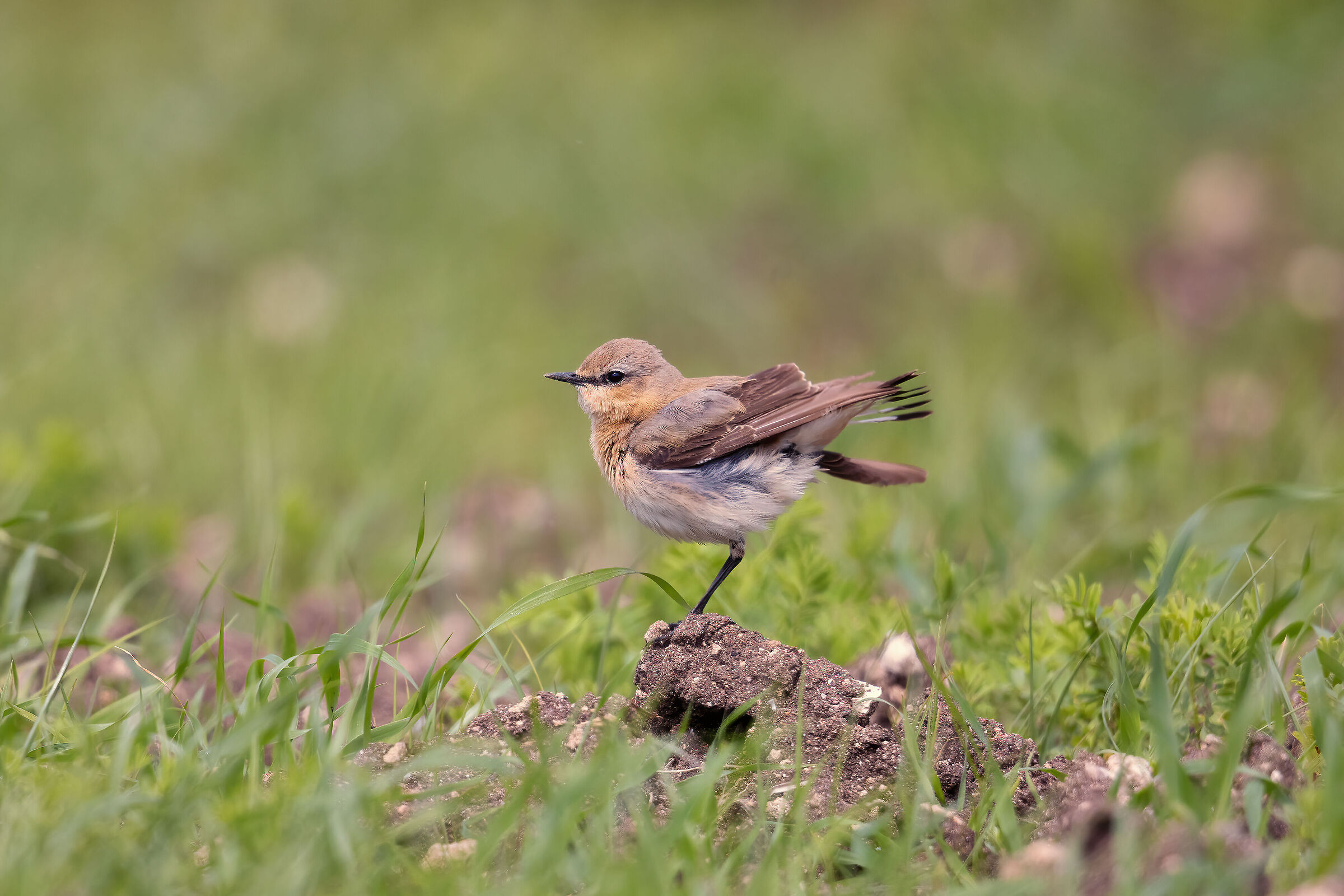 Northern wheatear