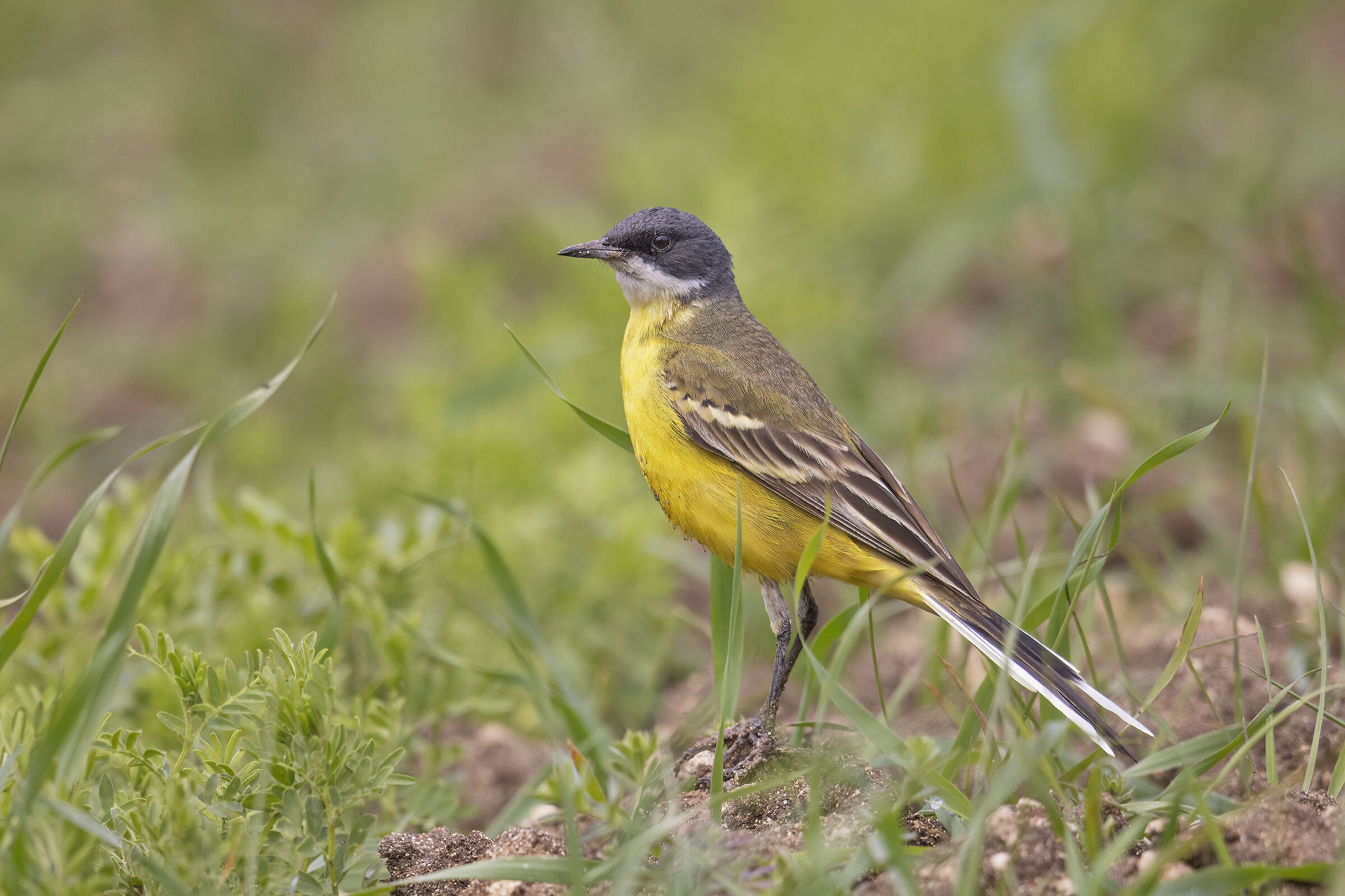 Wagtail