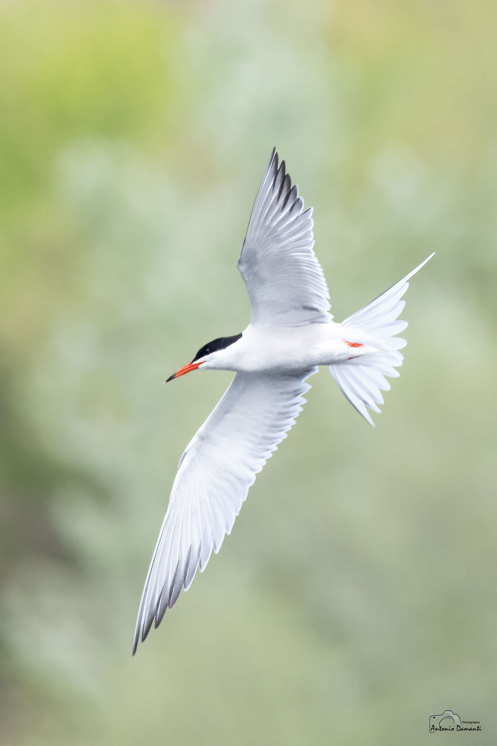 Tern