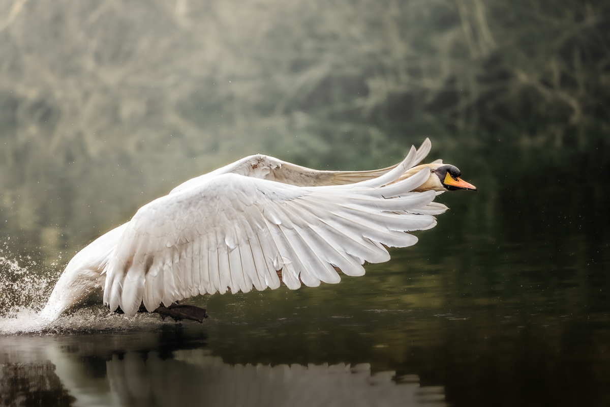 Will to fly