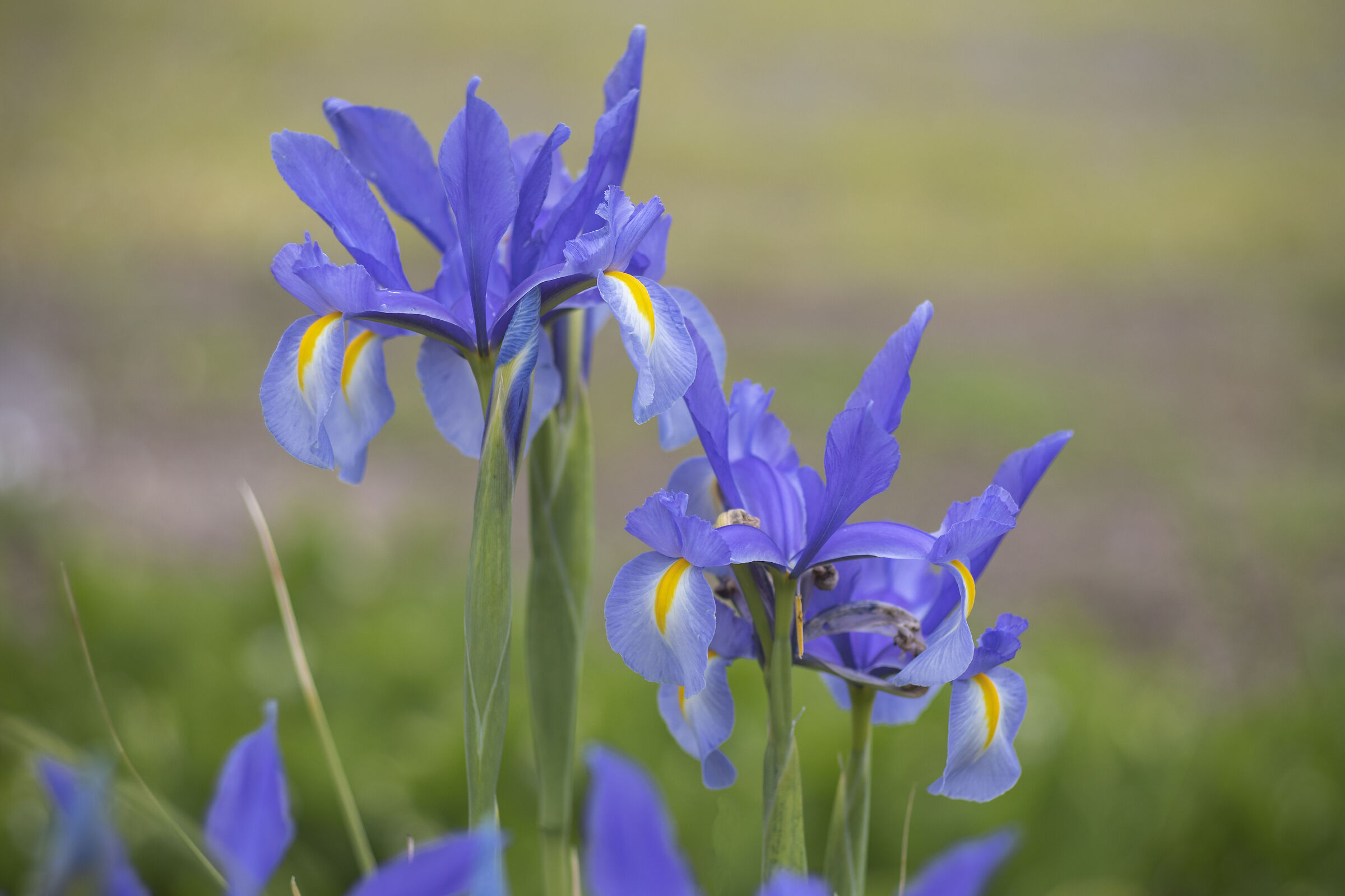 Iris