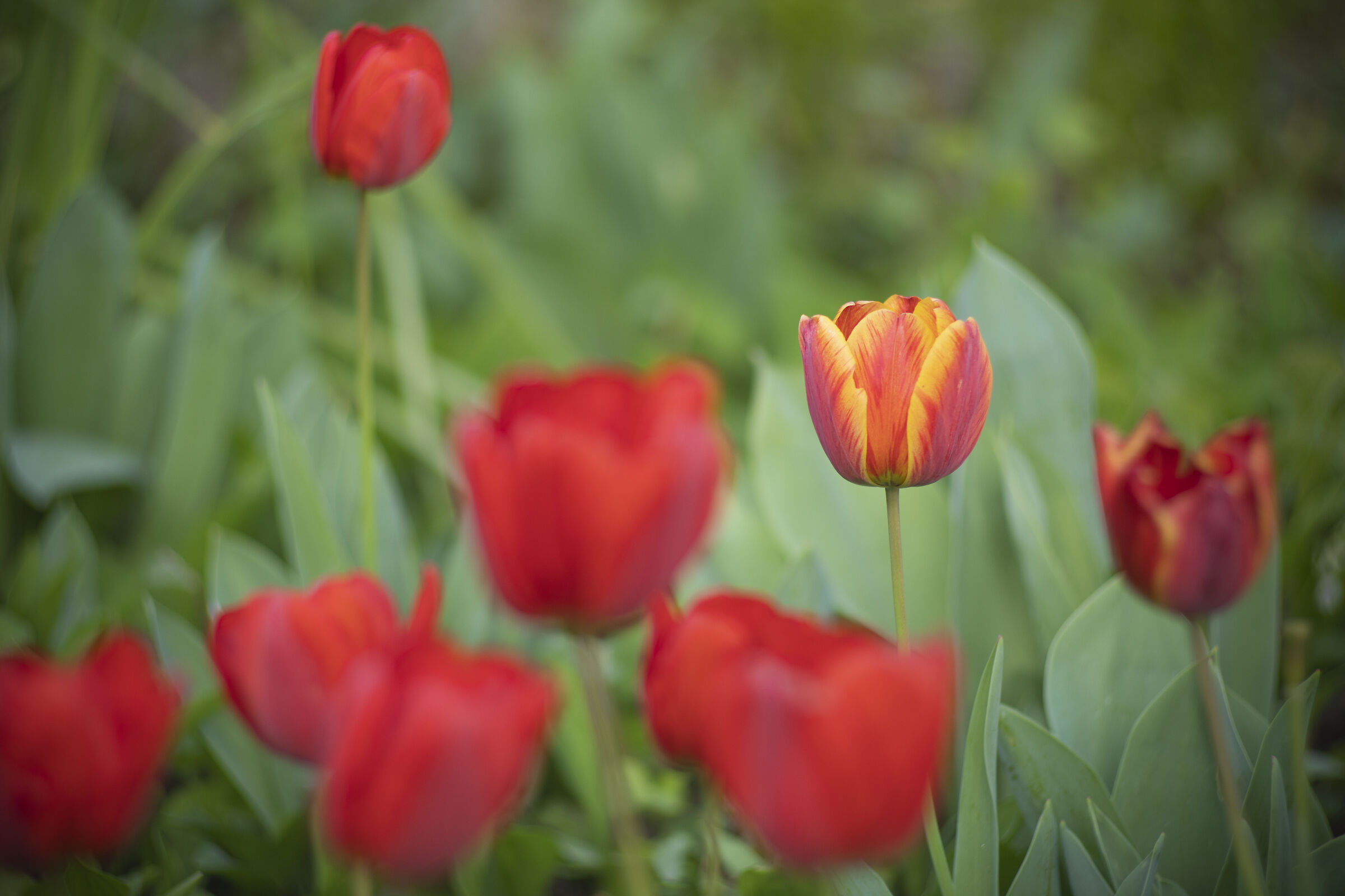 Tulips
