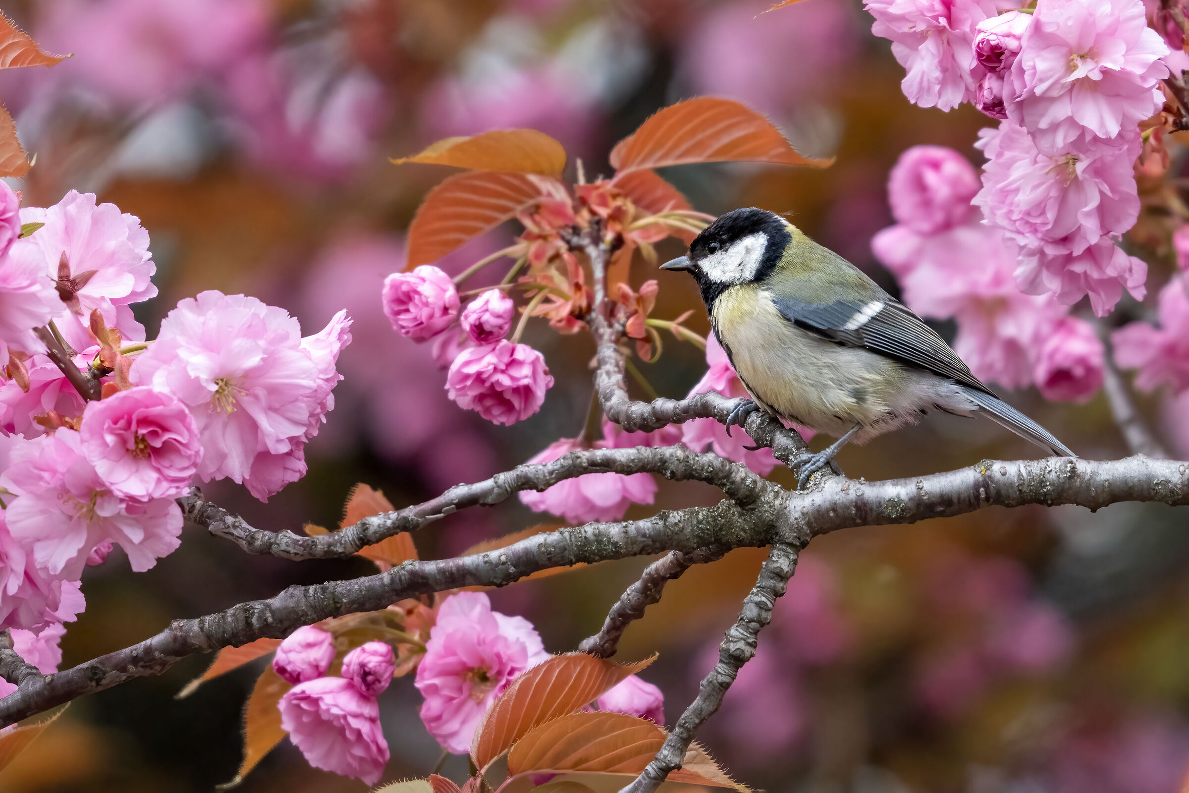 Among the pink flowers