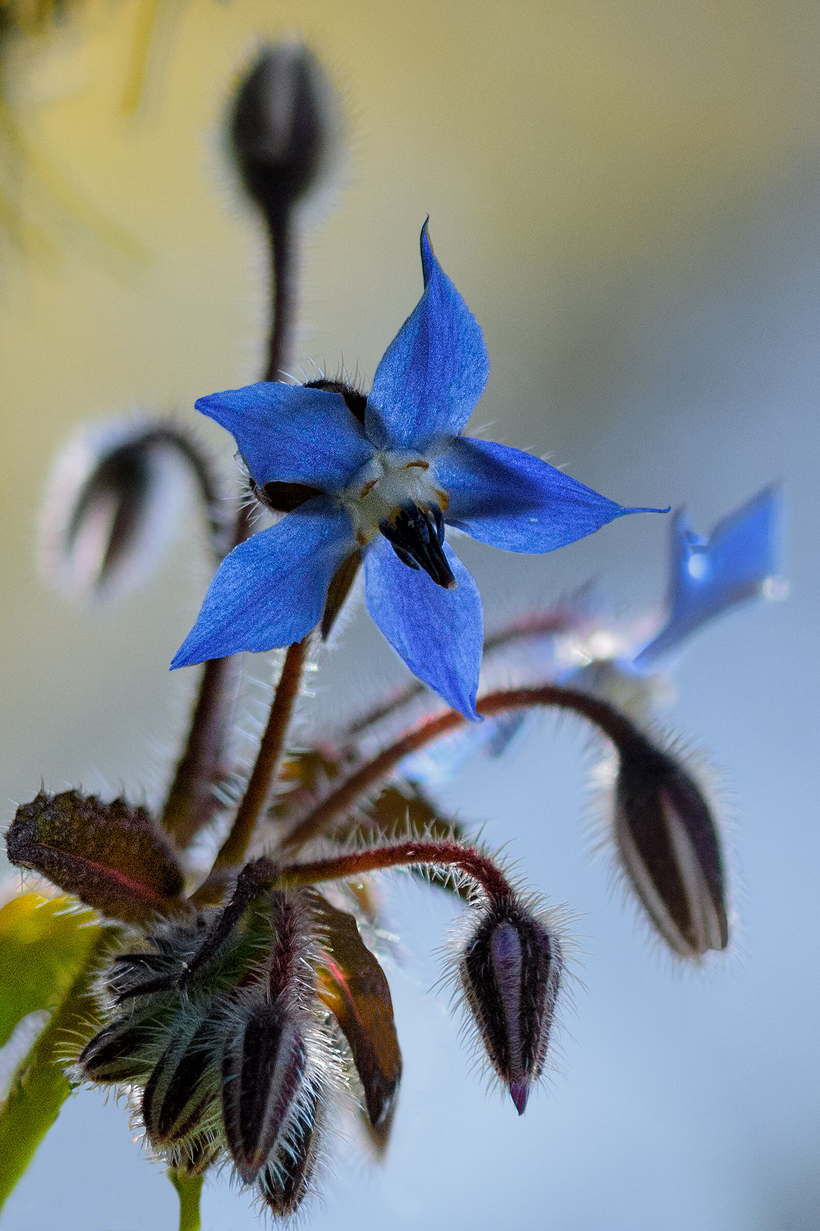 Una stella azzurra a cinque punte