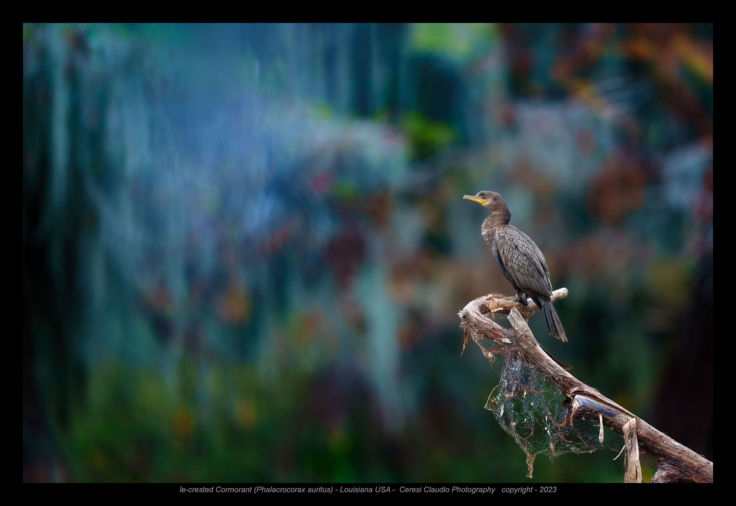 le-crested Cormorant (Phalacrocorax auritus) -