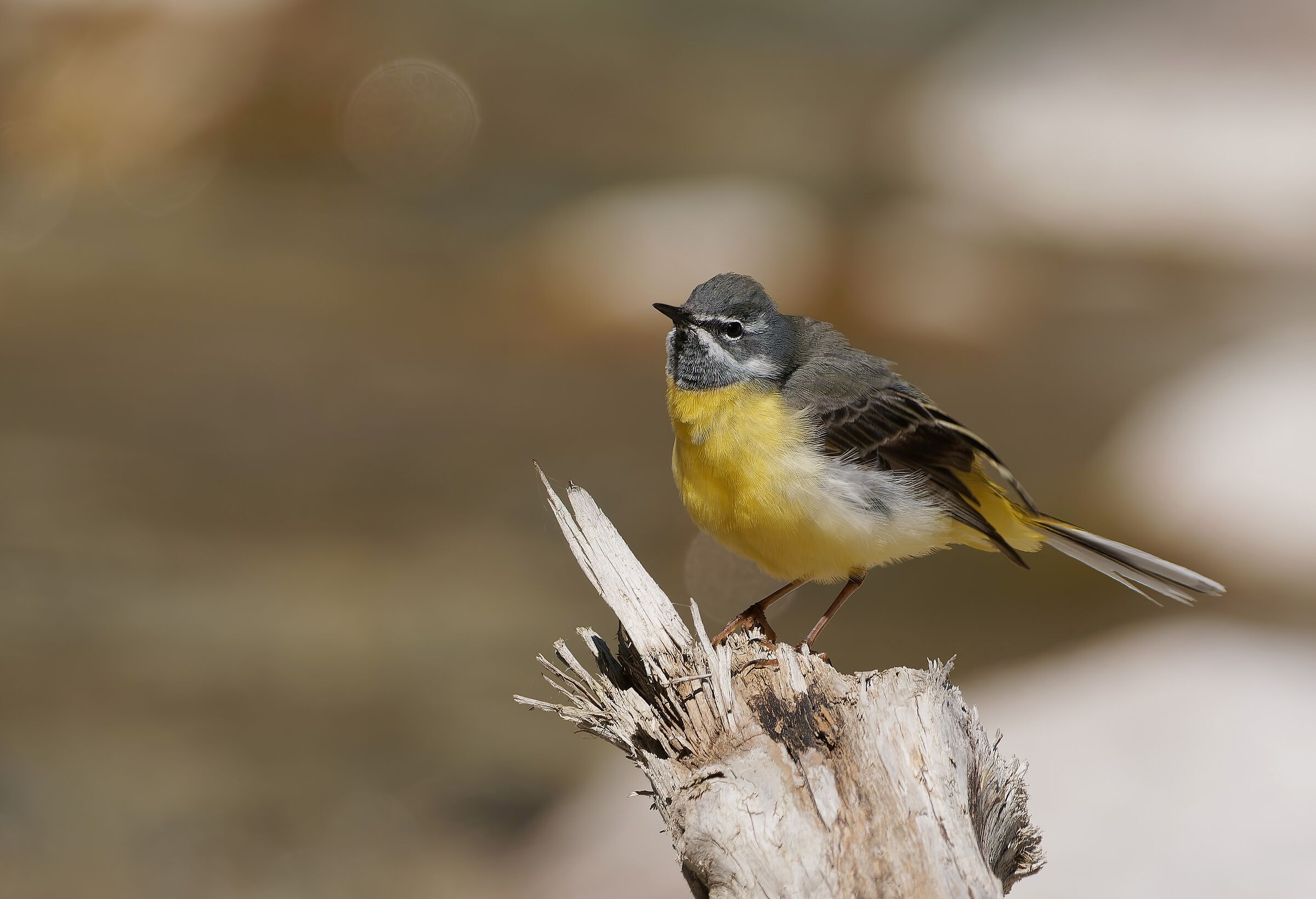 Grey wagtail