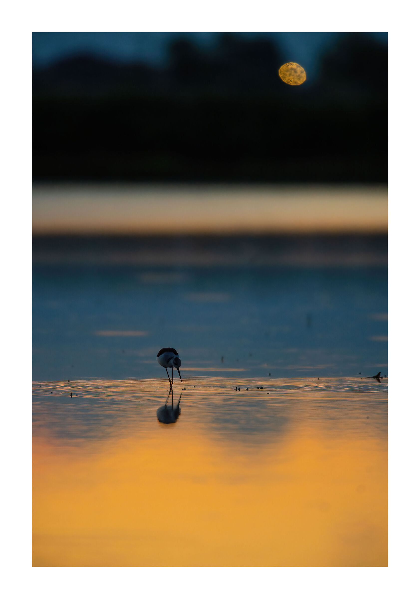 Cavaliere d'Italia al tramonto