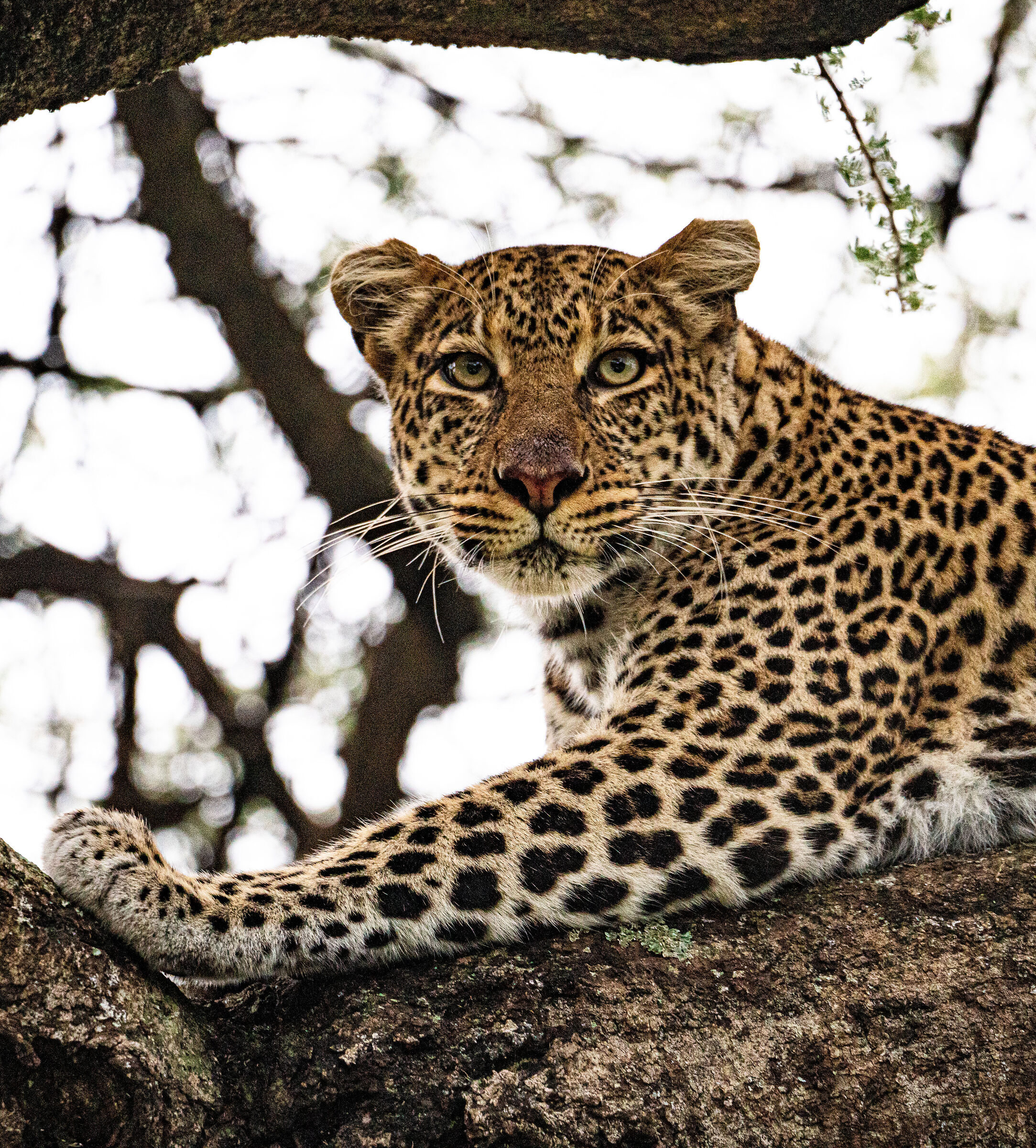 Tanzania 2