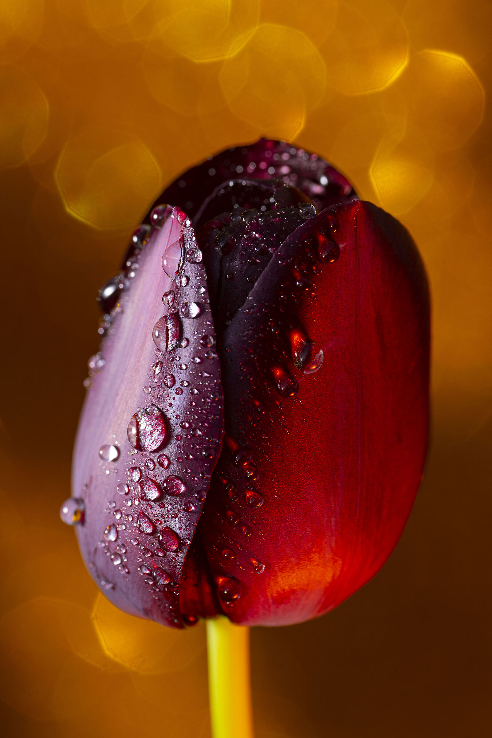 The eyes of the heart 2