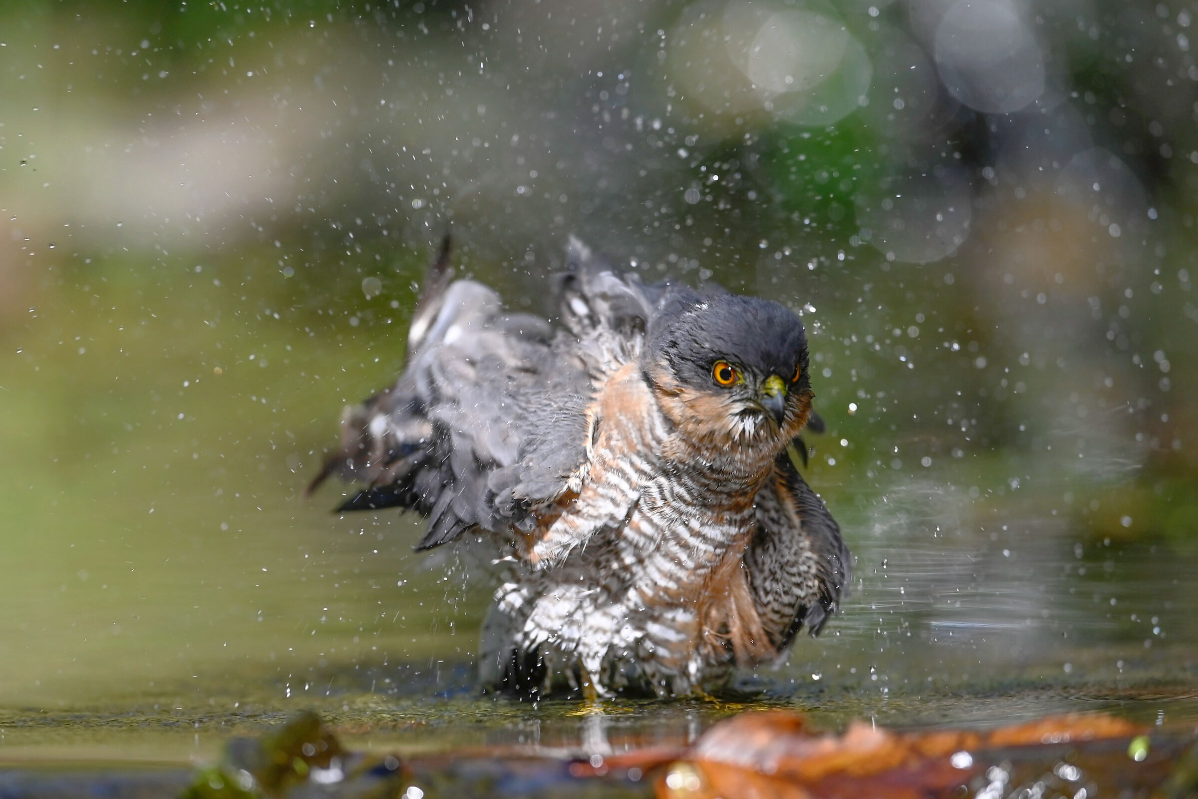 The sparrowhawk's bath