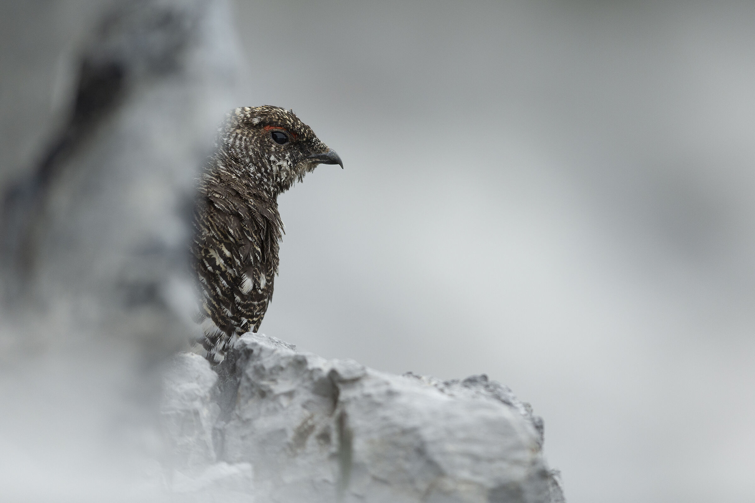 Ptarmigan