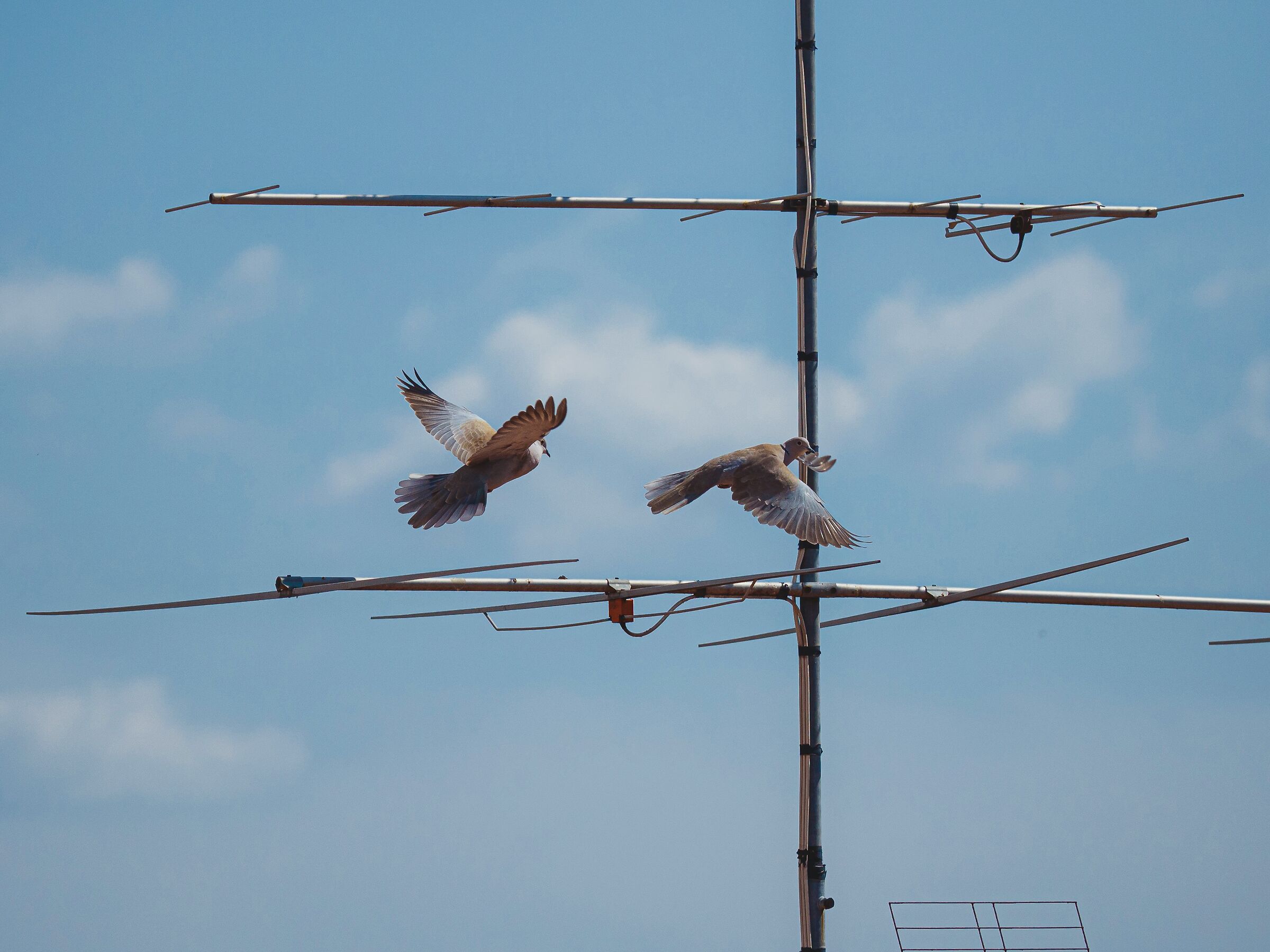 Flying free