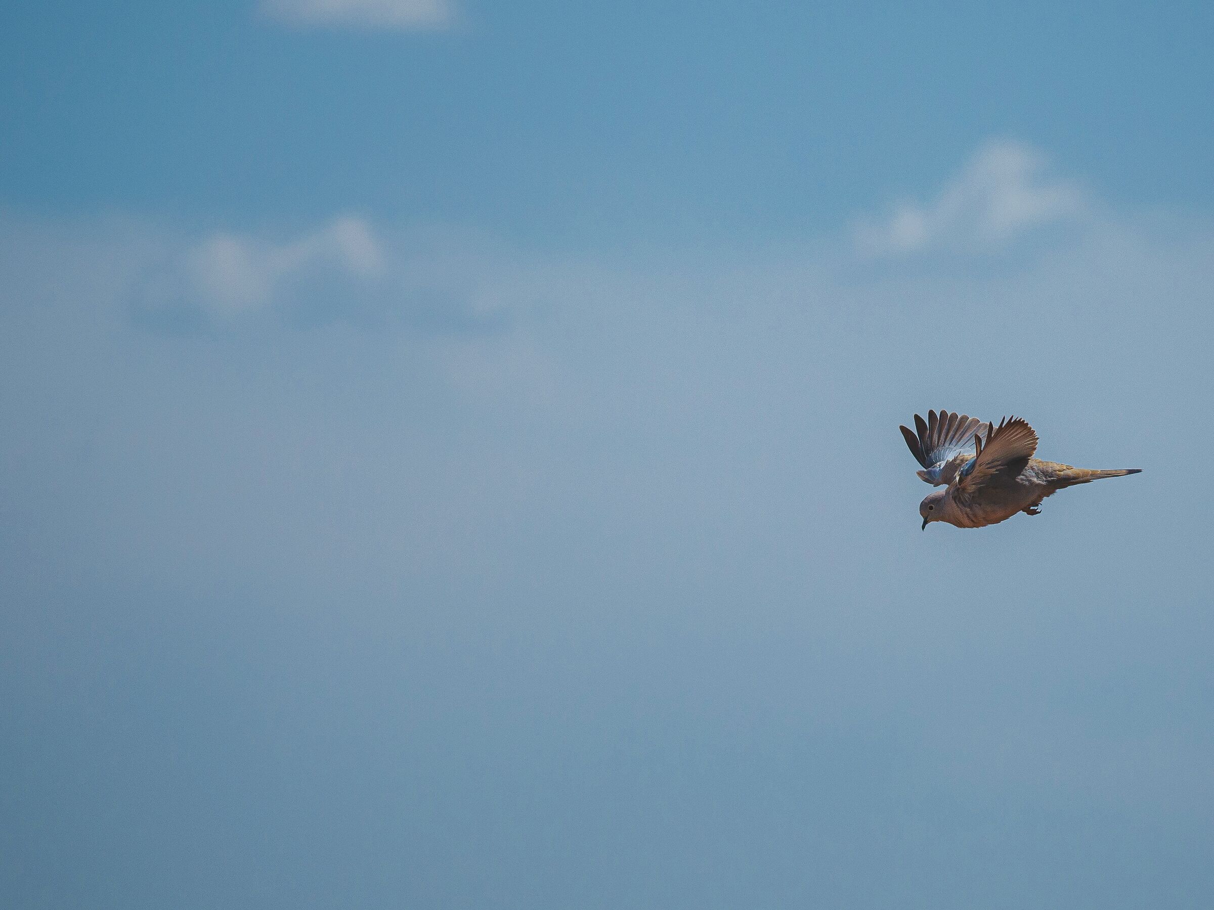 Flying free