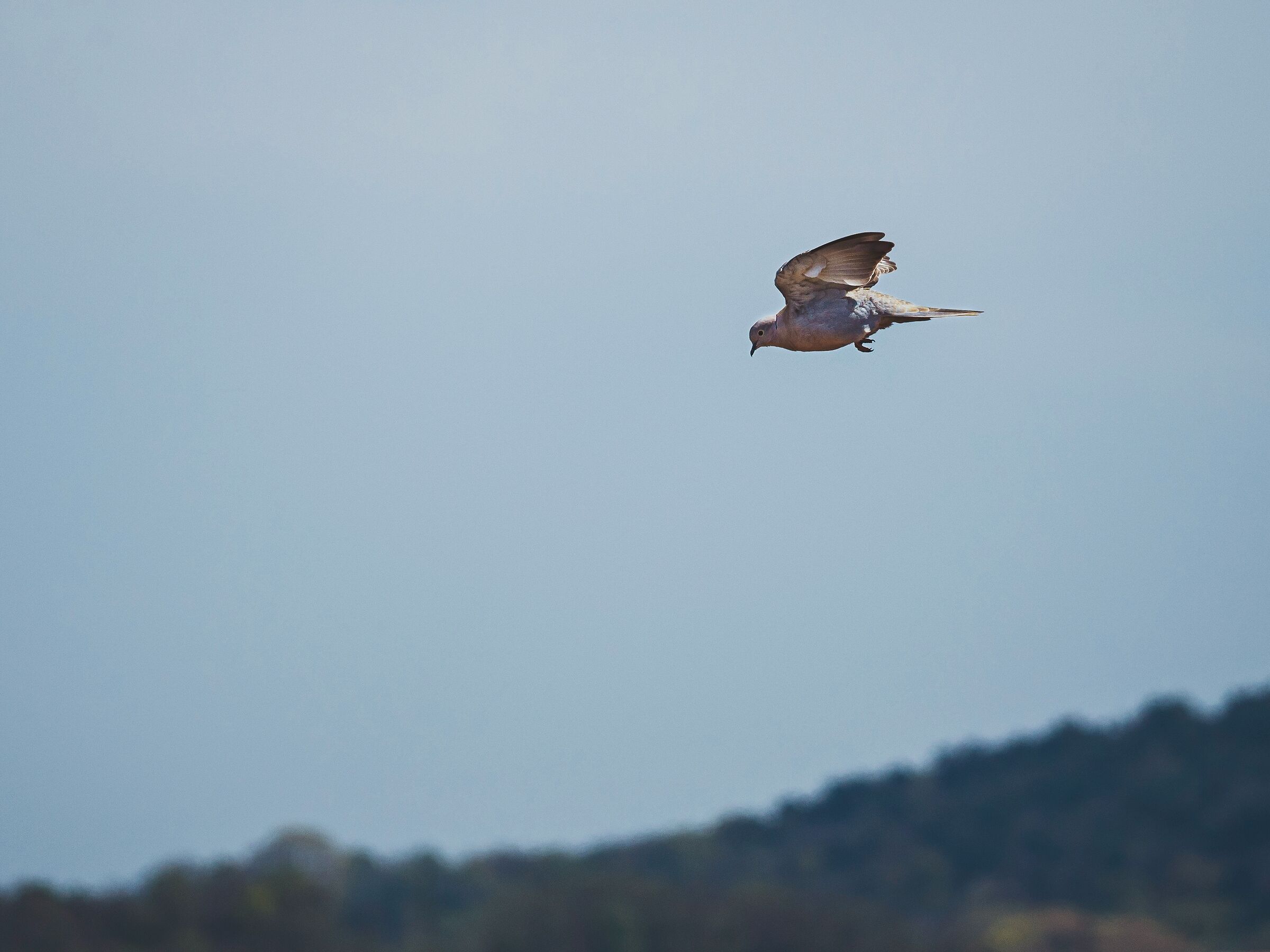 Flying free