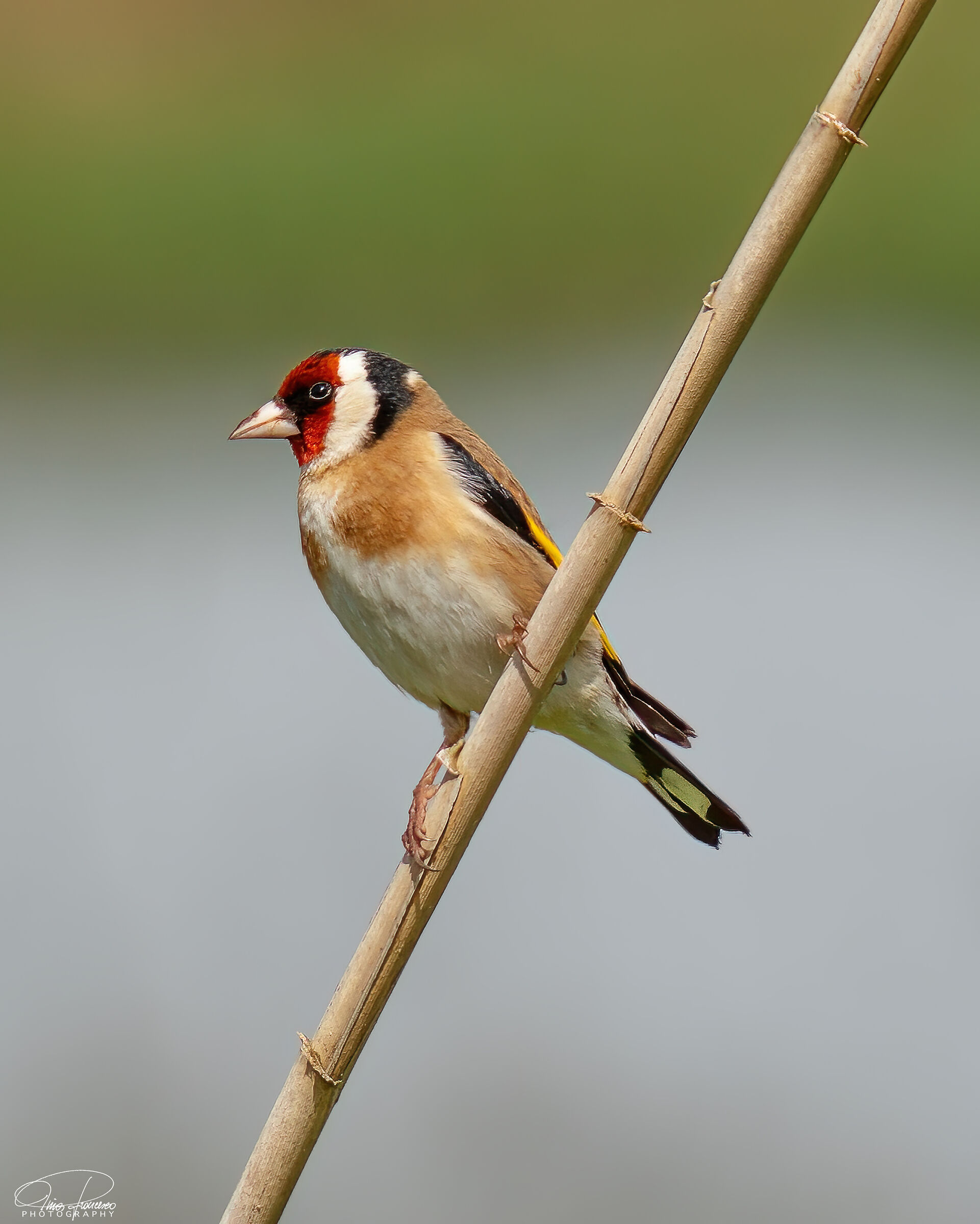 Goldfinch