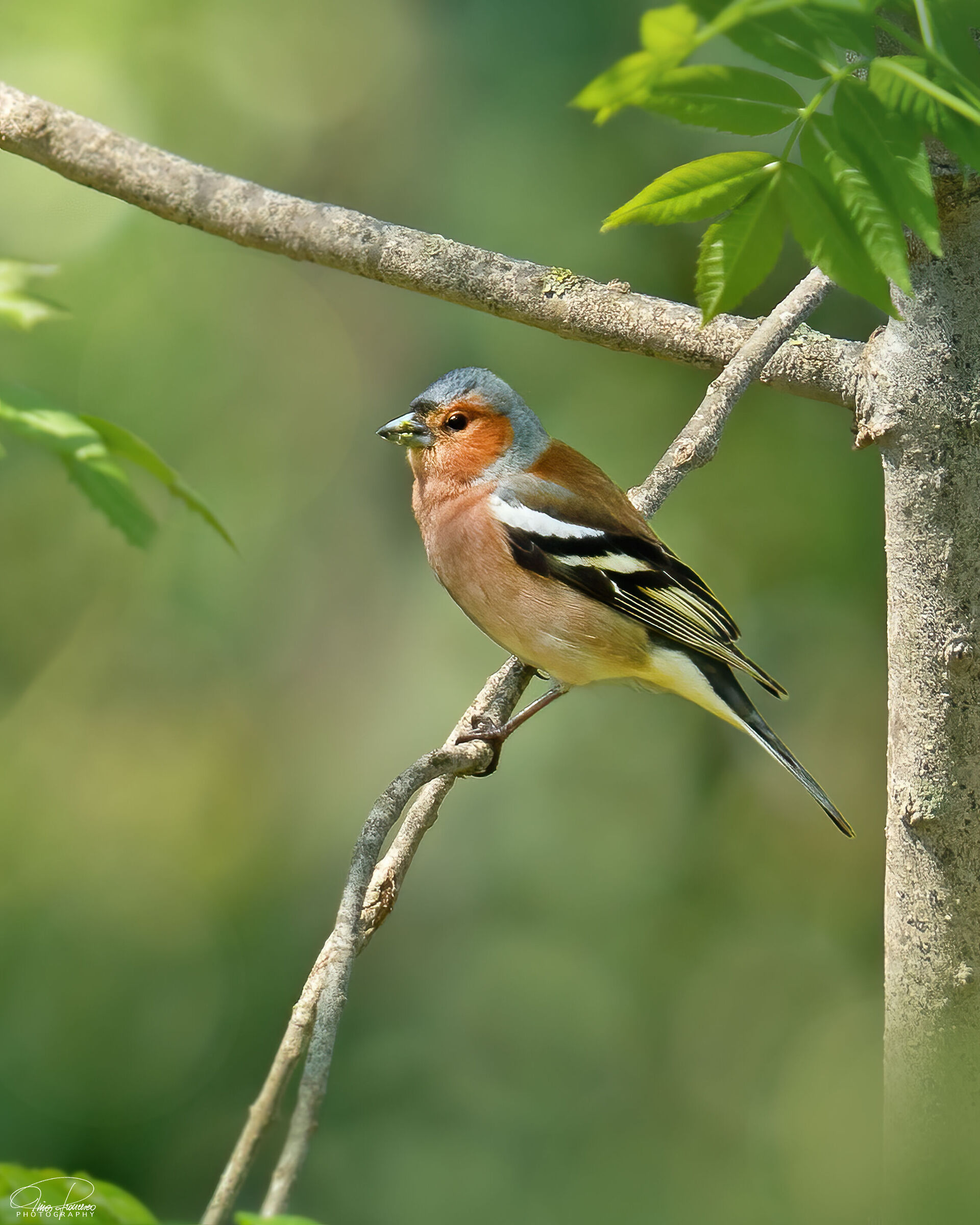 Chaffinch