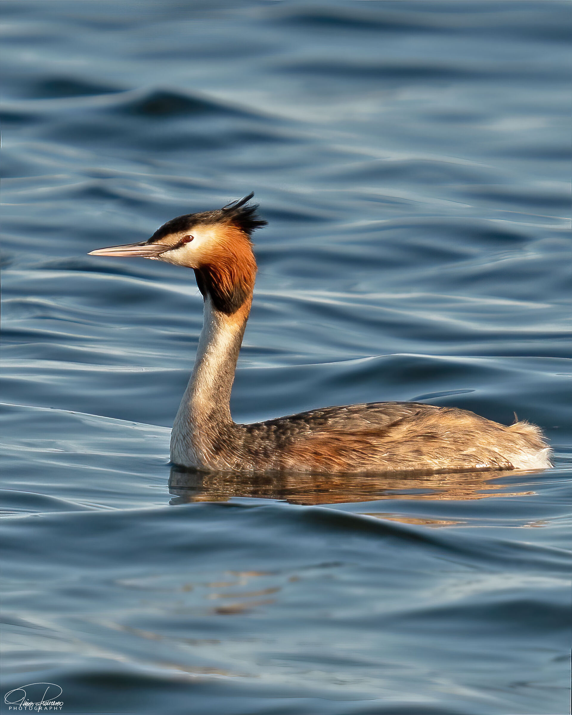 Great crested grebe