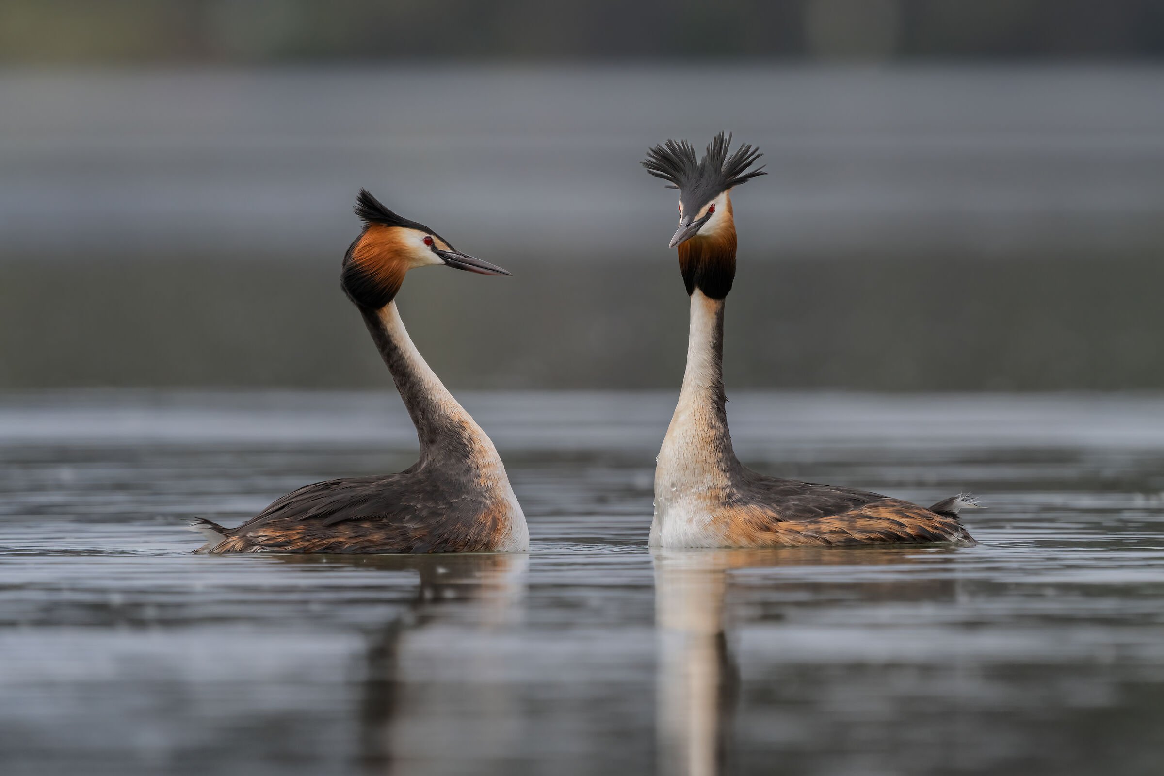 Svassi che se la svassano (Lago di Caldonazzo)