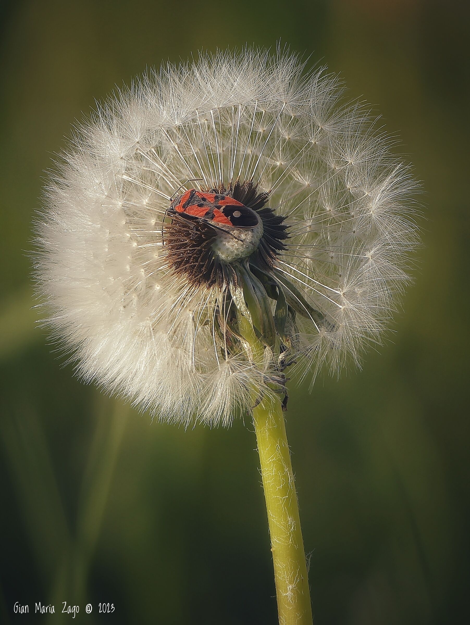 Dandelion
