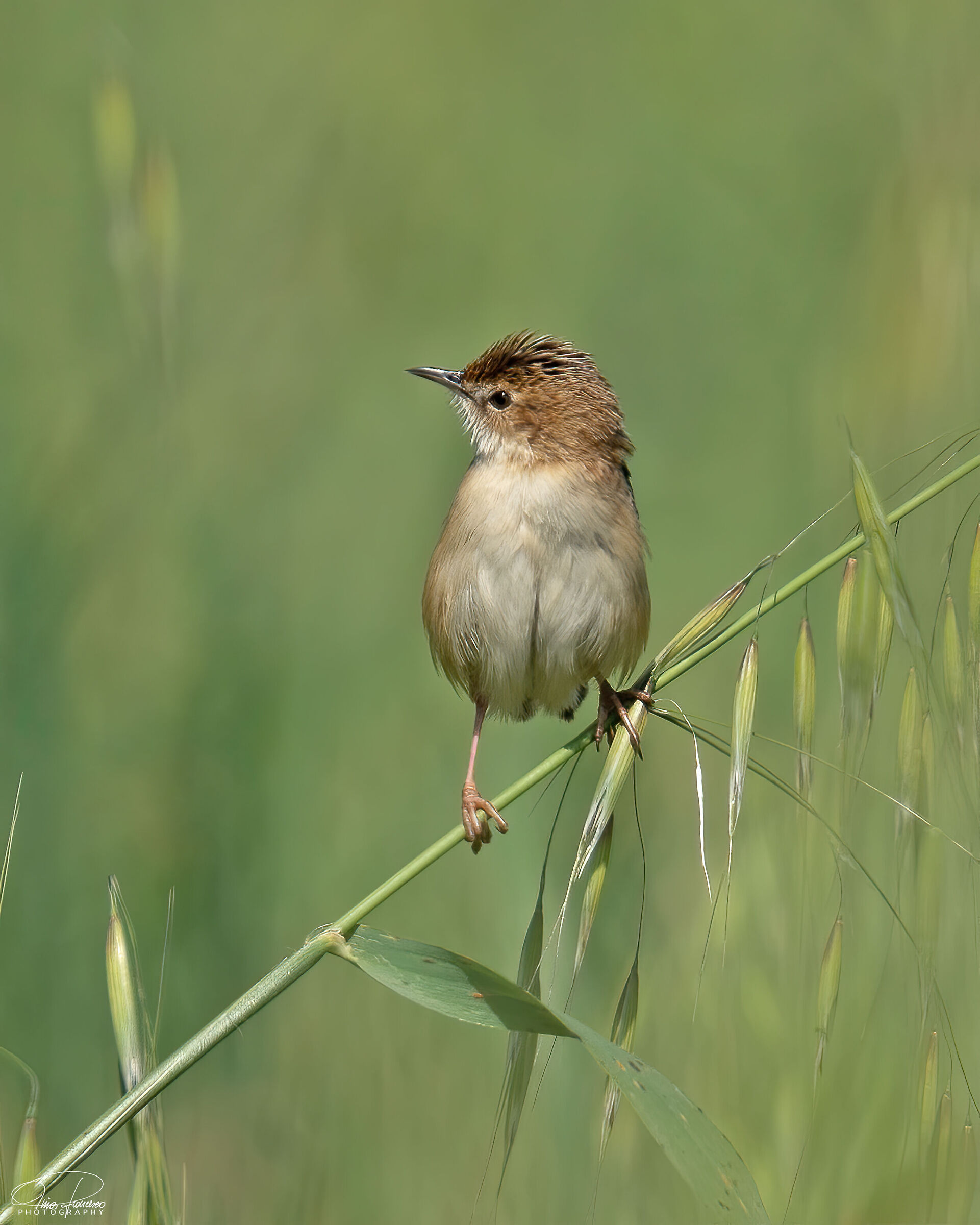 Snipe