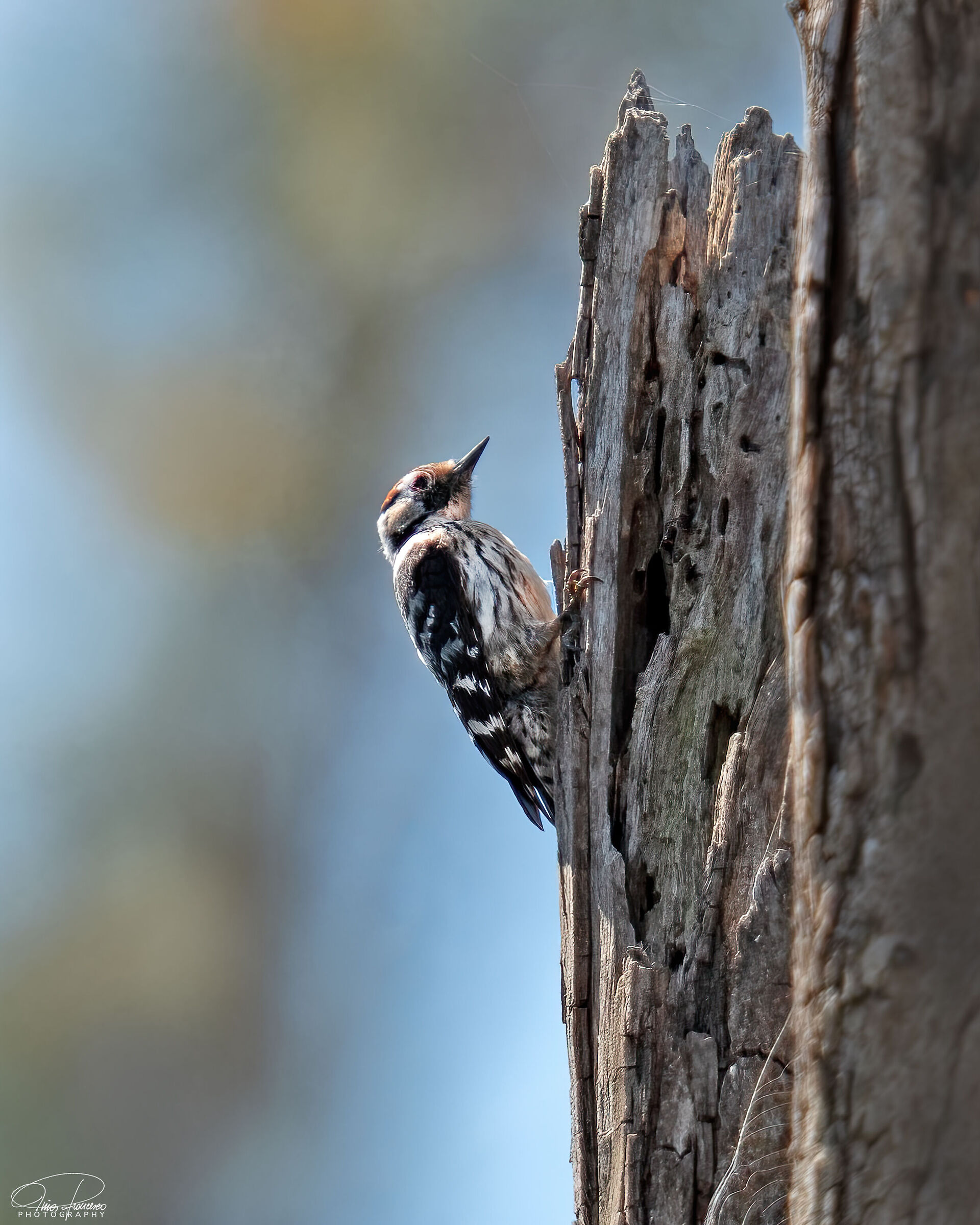 Lesser spotted woodpecker